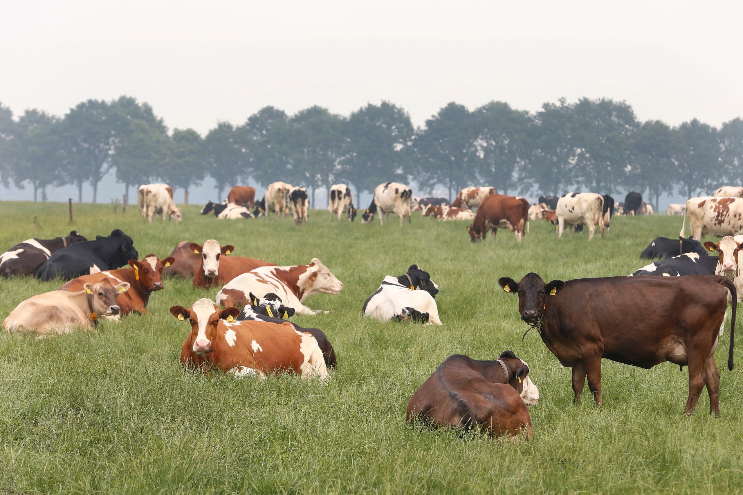 Zuivelbedrijven verhoogden hun toeslagen flink in 2017. De toeslag voor weidegang brengt daarbij nog steeds het meeste geld aan.