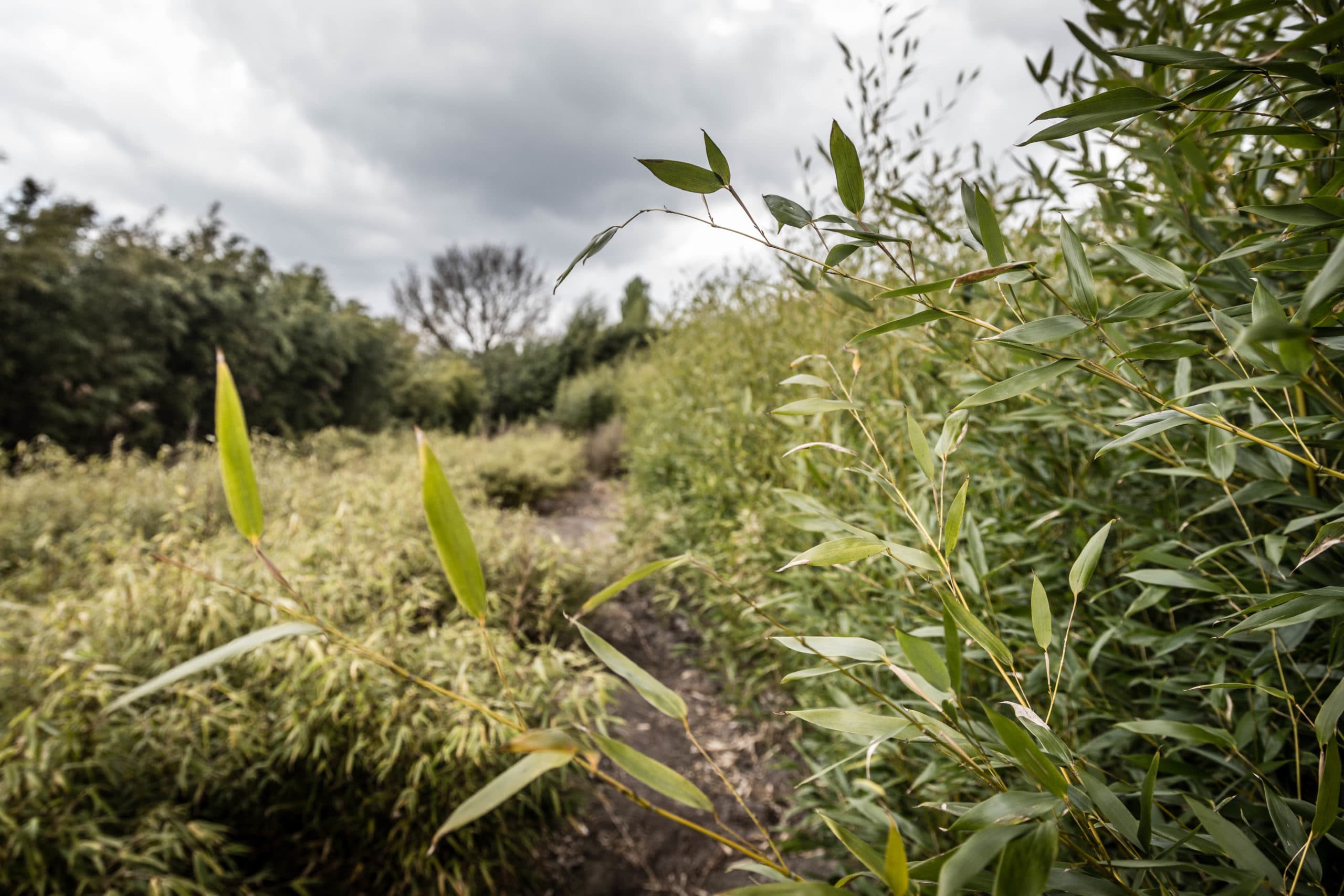Velden met bamboe bij bamboekweker Giant Bamboo in Asten. Het bedrijf van eigenaar Bennie Nielen mag de bamboe leveren voor reuzenpanda's Xing Ya en Wu Wen in Ouwehands Dierenpark in Rhenen. - Foto: ANP