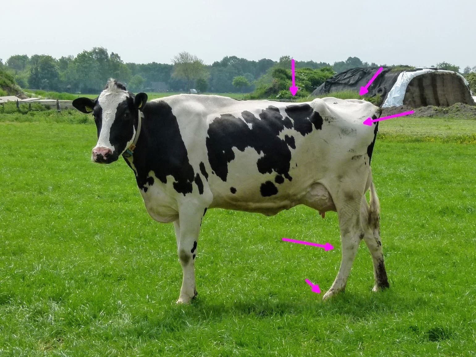 De volle zus van de voorgaande koe is deze Classic dochter. De inspecteur van het NRS beoordeelt haar met 92 punten. Zij heeft diepere ribben, een vaster aangehecht uier en lichtere botten dan haar zus. Een goed voorbeeld van hoe twee volle zussen kunnen verschillen. Voor de fokkerij is het lood om oud ijzer. Elke koe is zelf het beginpunt voor de volgende generatie.