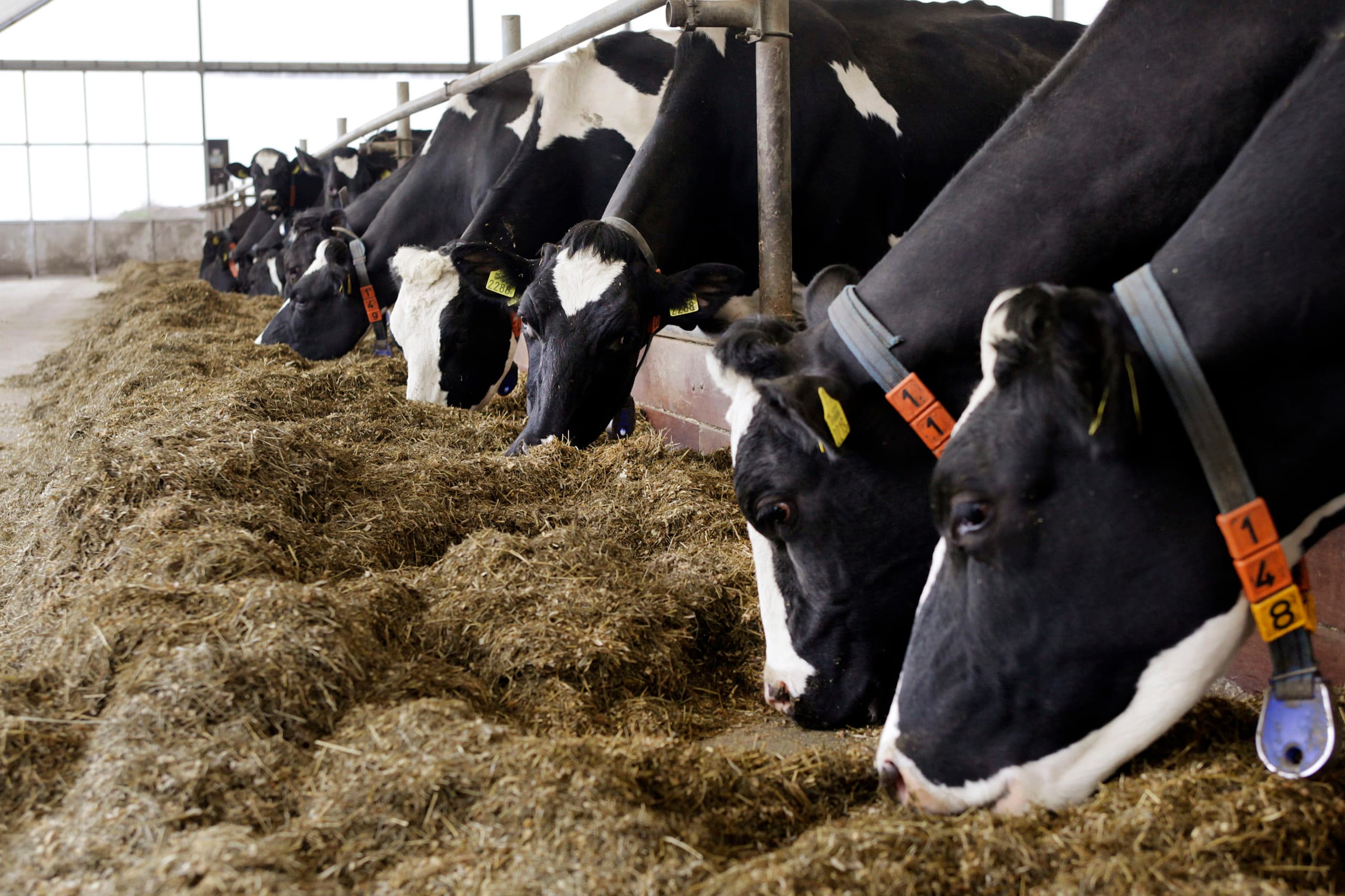 Verlagen van het ruweiwitgehalte in het rantsoen beperkt aankoop van eiwit. Dat heeft een positief effect op het percentage eigen eiwit. - Foto: Ton Kastermans