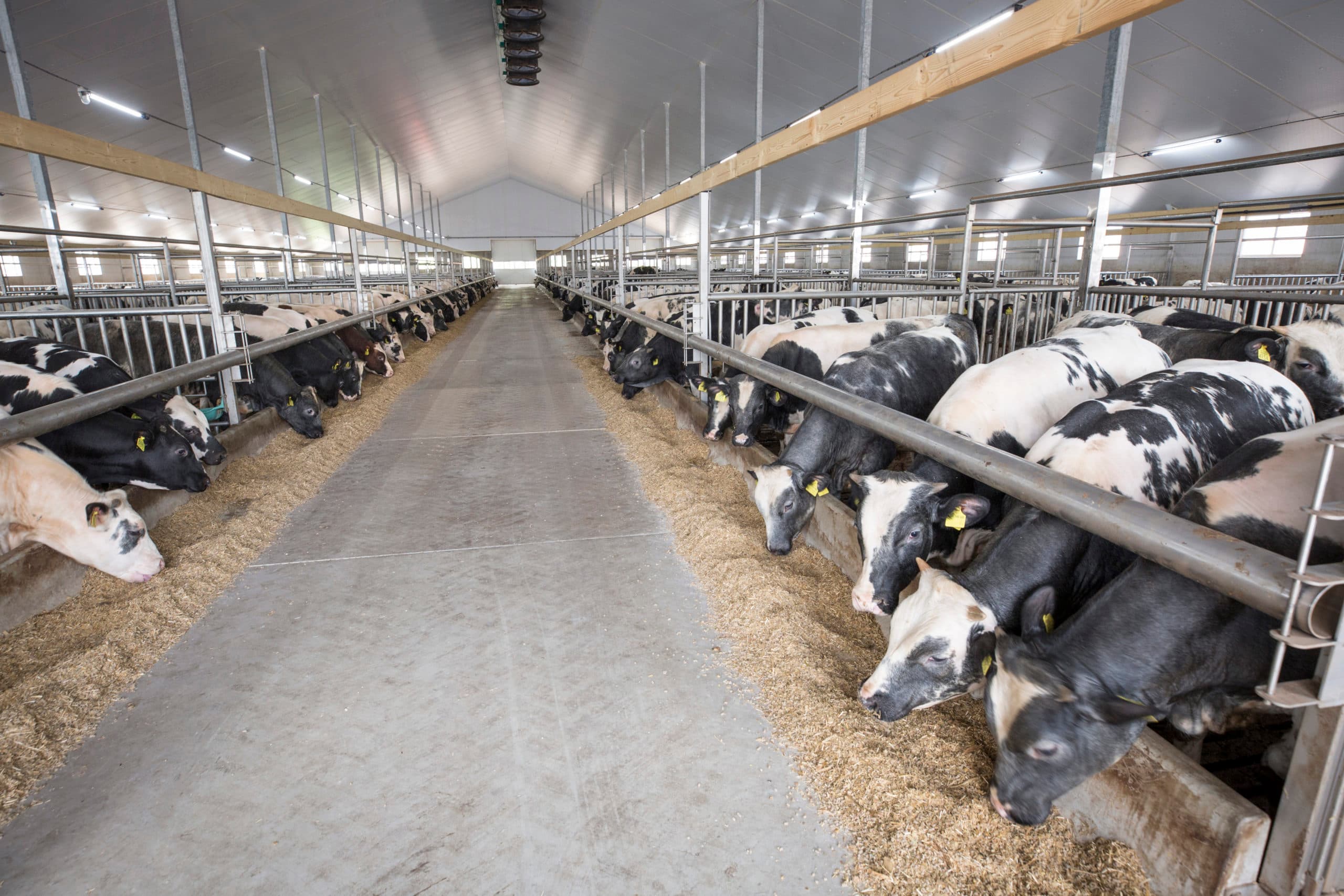 Foto: Koos Groenewold