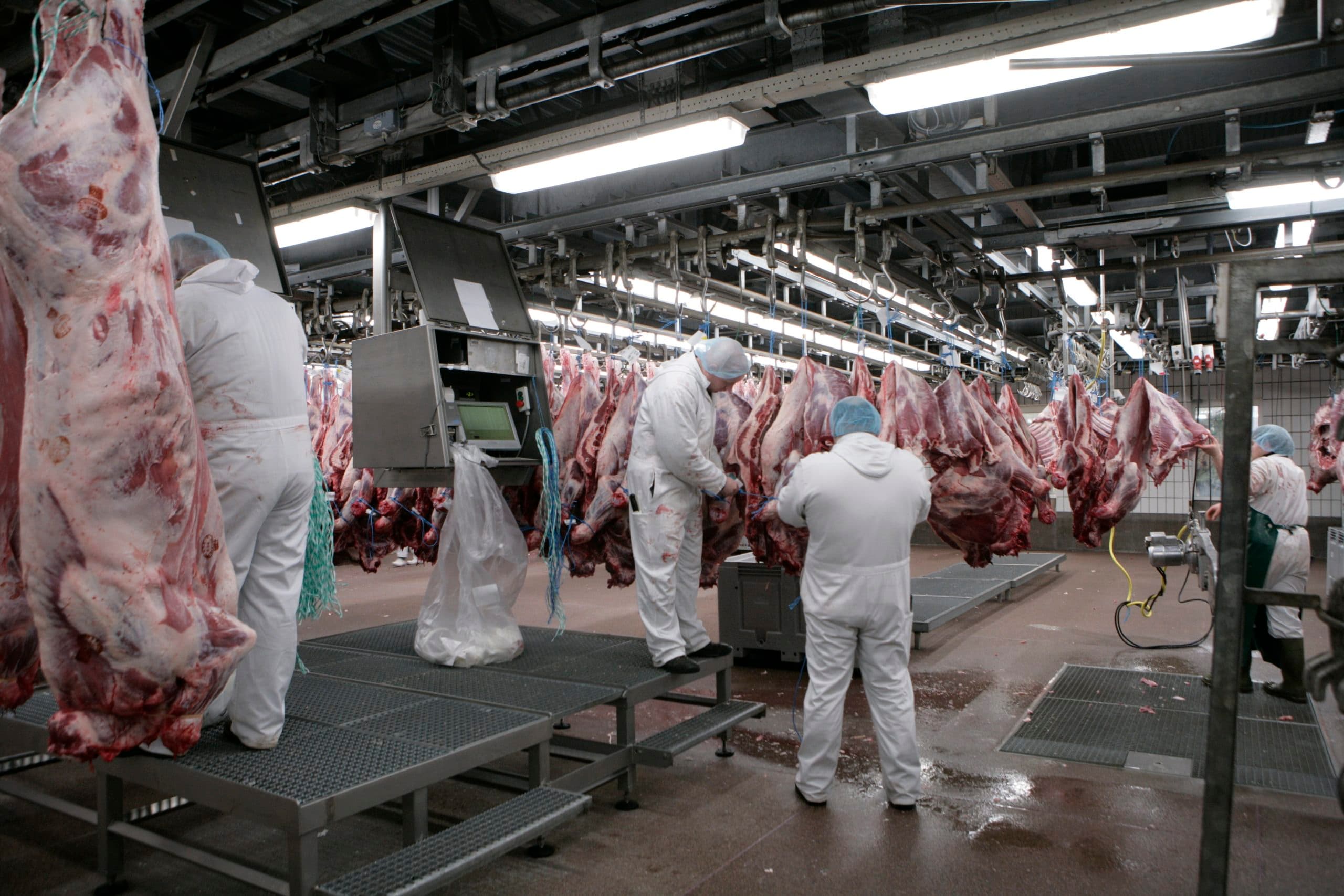 ESA Kalverslachter, Alpuro Veevoeder, Alpuro kalverhouder, Peter's Farm kalverhouderESA Kalverslachter, Alpuro Veevoeder, Alpuro kalverhouder, Peter's Farm kalverhouder