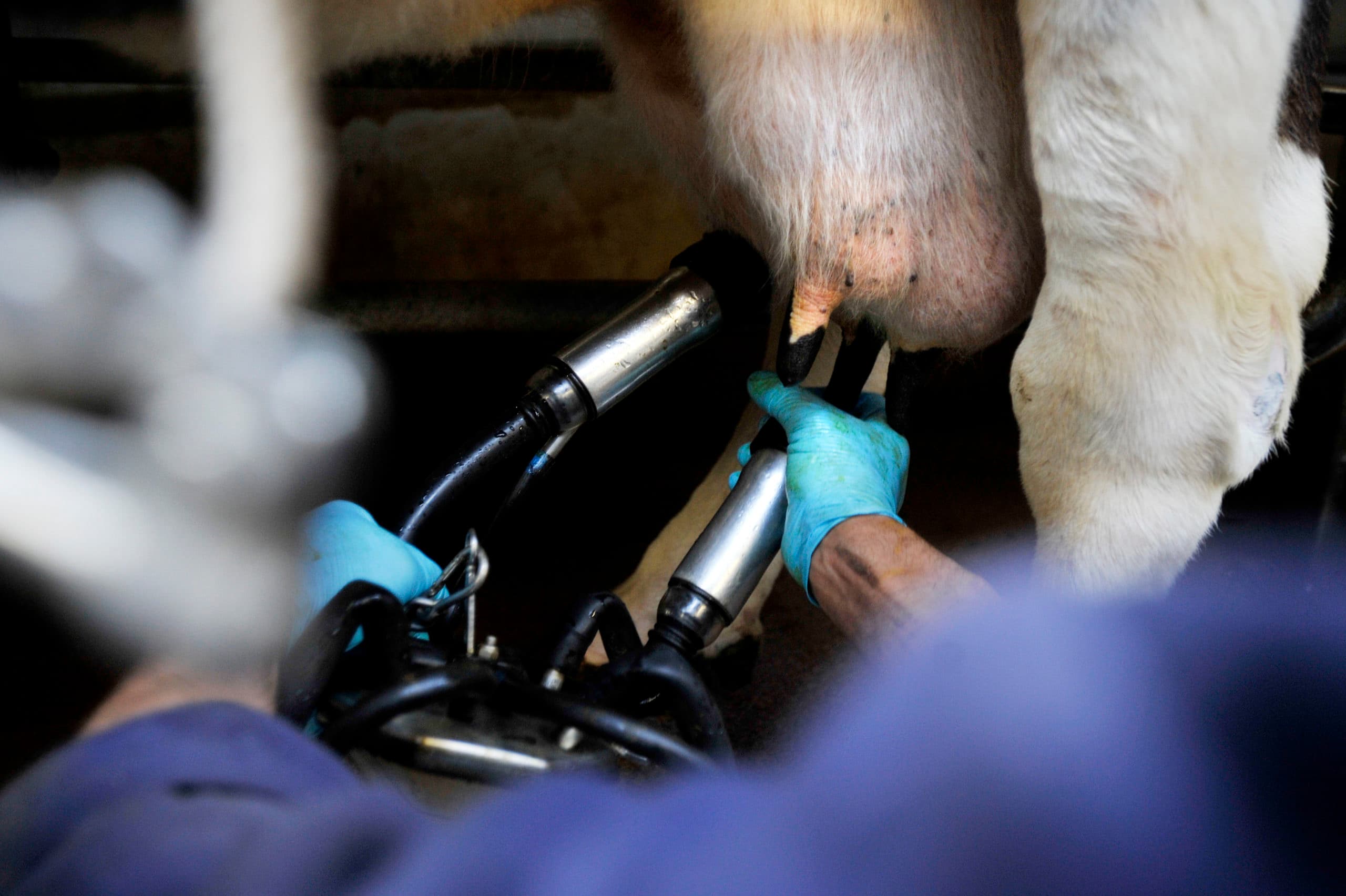 PVE / Joris Buijs riel brakel 14 de oudste koe van nederland  / zlto is vandaag gekozen op de boederij van gerda en harrie kools, ze heet wiebrig 26 en heeft 14200 liter melk gegeven 15 keer gekalft en is bijna 20 jaar oud