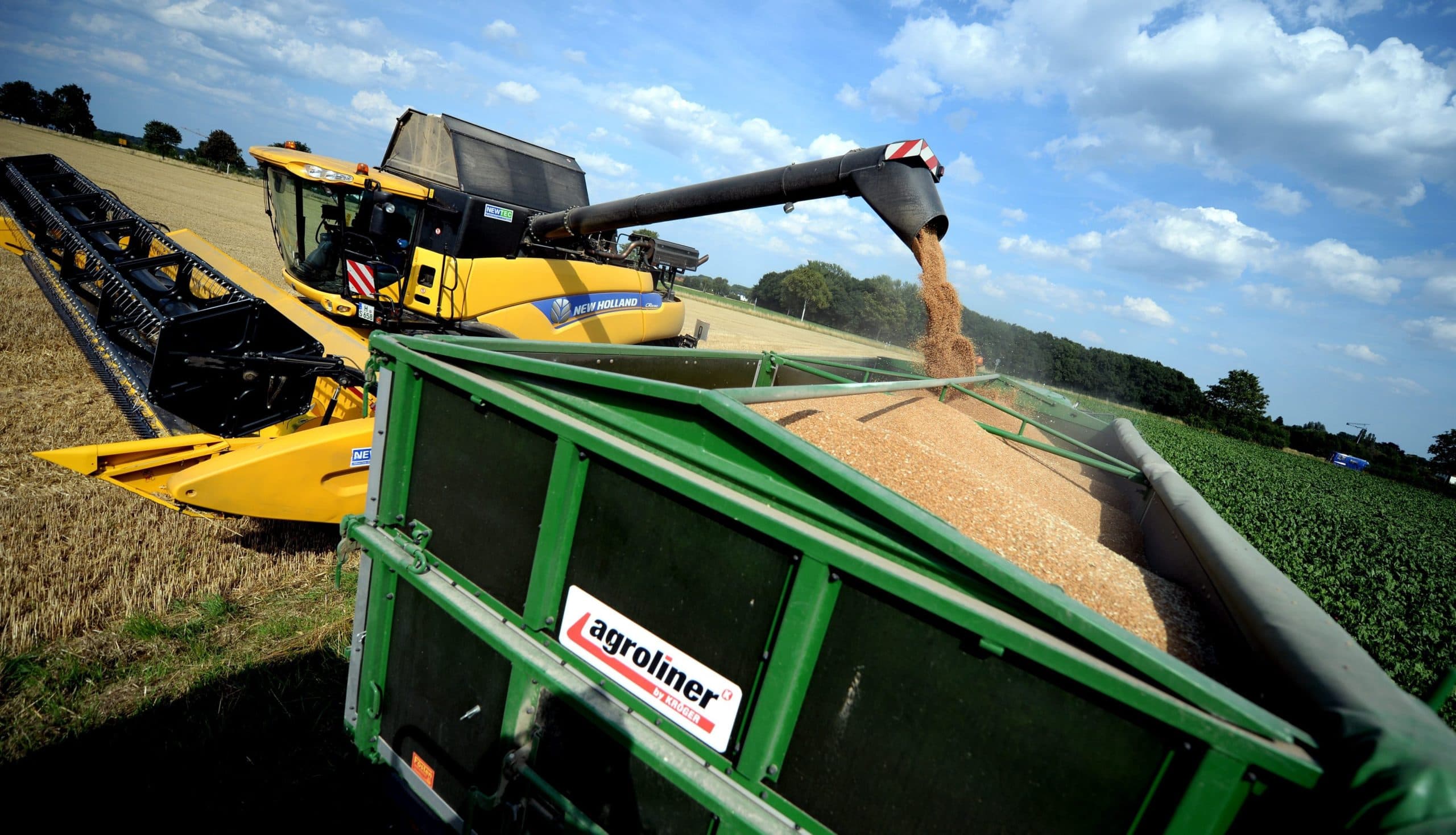 epa04874752 Harvested wheat is passed from a combine harvester to a trailer in Devese, Germany, 06 August 2015. The dry and warm weather has created good conditions to harvest the fields.  EPA/SUSANN PRAUTSCH