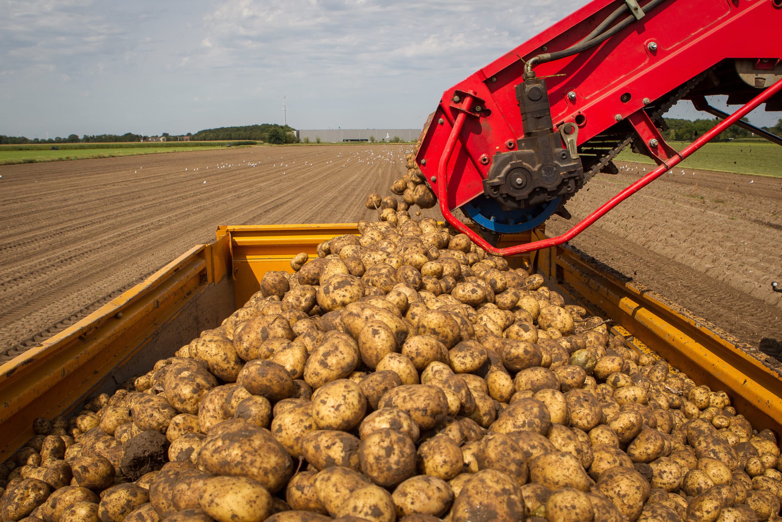 405045 Akkerbouwer Martijn Voorbraak oogst aardappelen (Frieslander), op een perceel in Oud Gastel. Portret voor saldoboer.