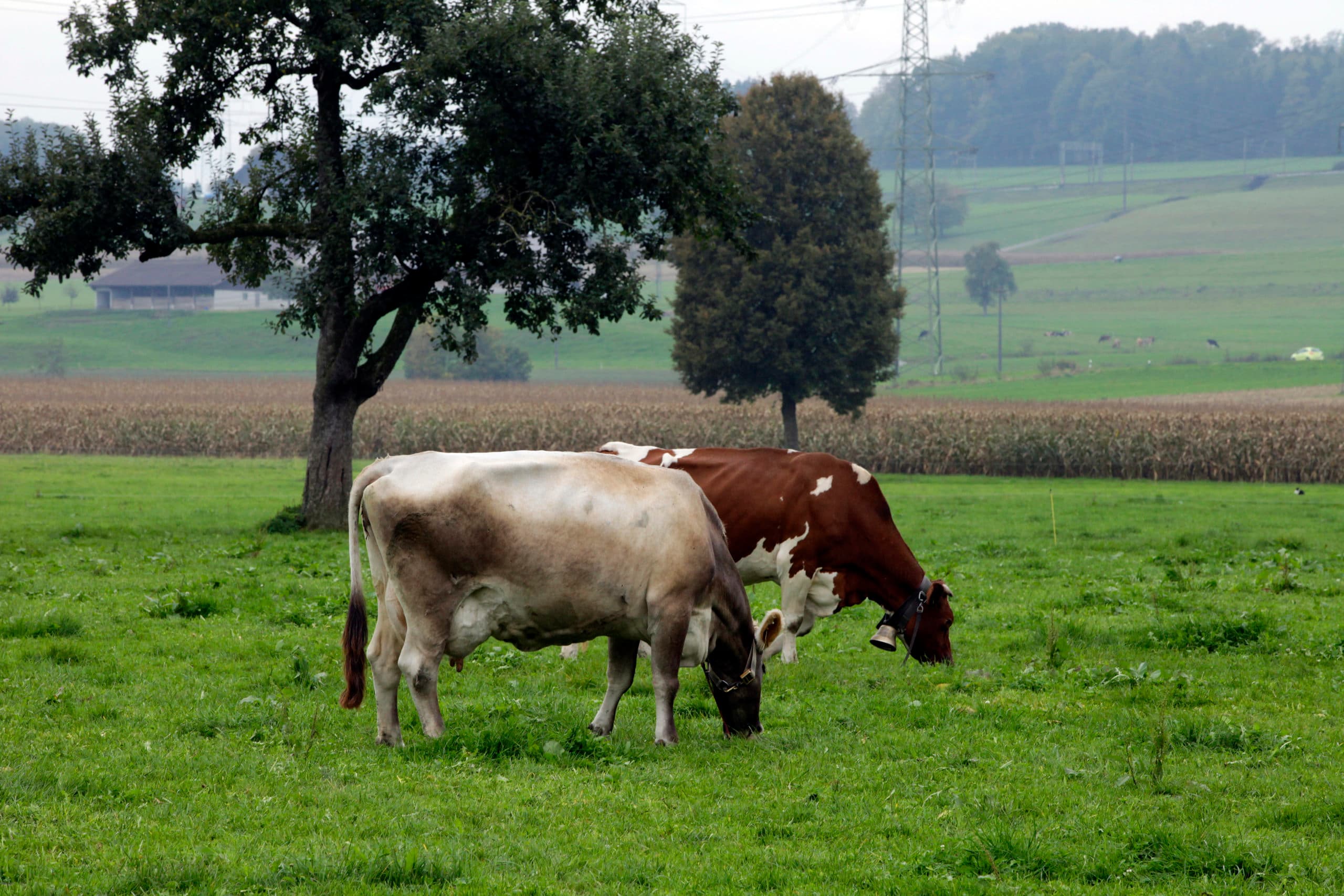 Foto: Henk Riswick