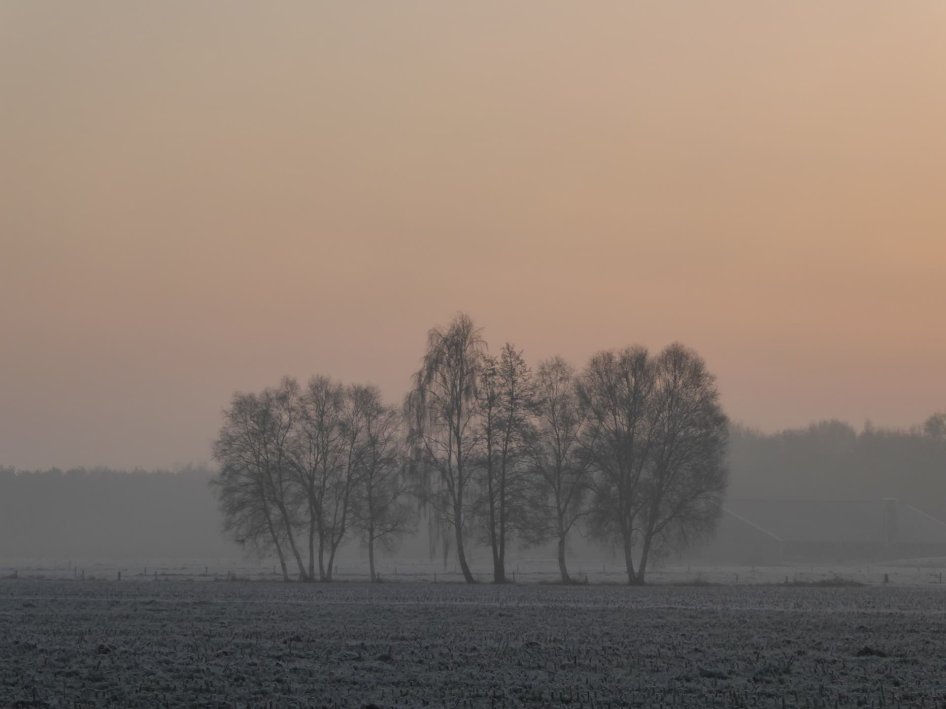 Een dode koe aan de weg