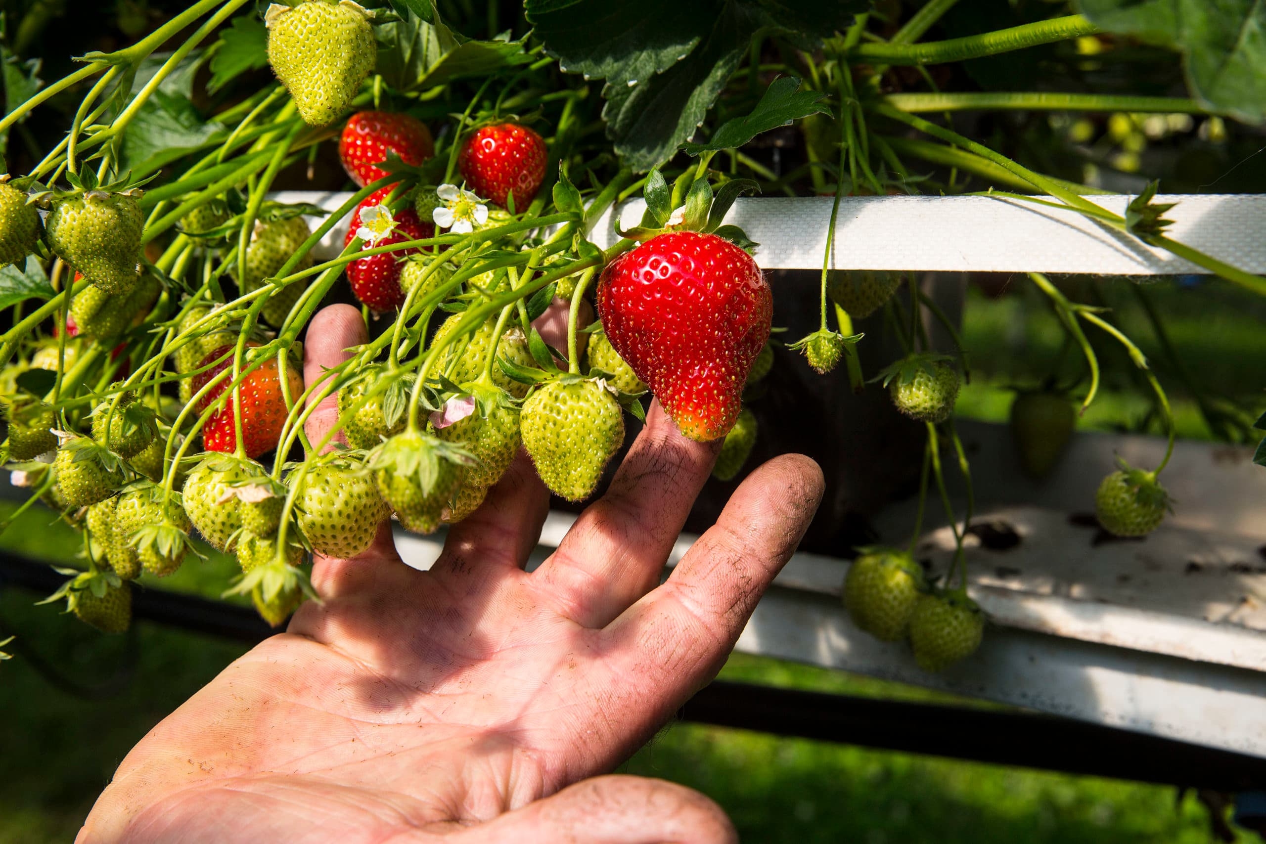 Nederland Lepelstraat 10 juni 2015 Het gaat goed met de Nederlandse economie. Een onderdeel hiervan is de export. En dan mn de tuinbouw.   Hetgaat ook goed met de aardbeienteelt. het bedrijf Hereijers in Lepelstraat (bij Bergen op Zoom) ANP/Arie Kievit