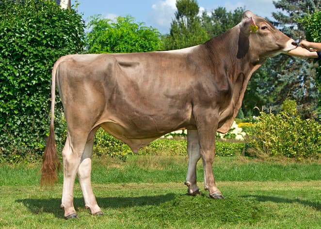 Brown Vigor scoort op roodbontbasis in de tussentijdse draai +500 kg melk met een minnetje voor vet, een plusje voor eiwit en een rondom best exterieur. - Foto: Alger Meekma