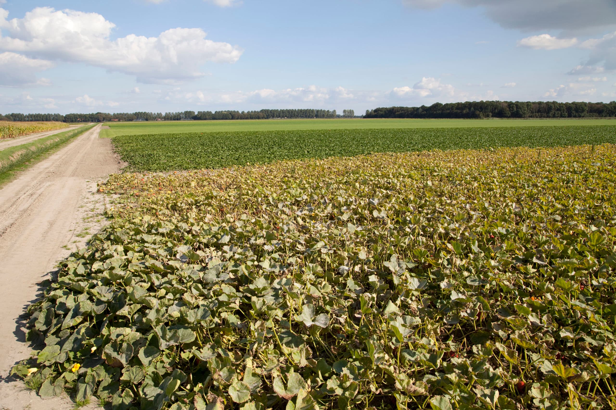 Foto: Jan Willem Schouten