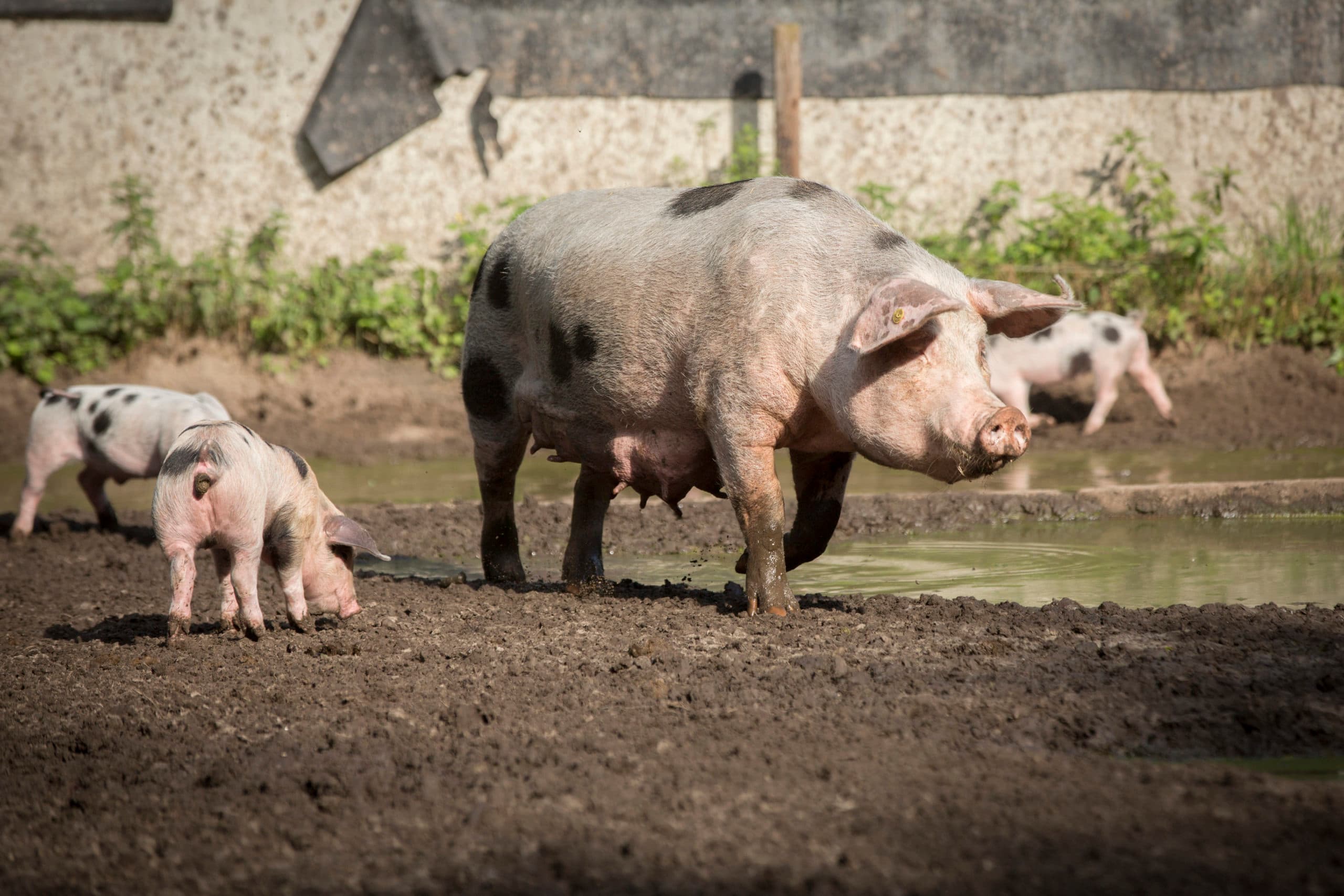Foto: Koos Groenewold