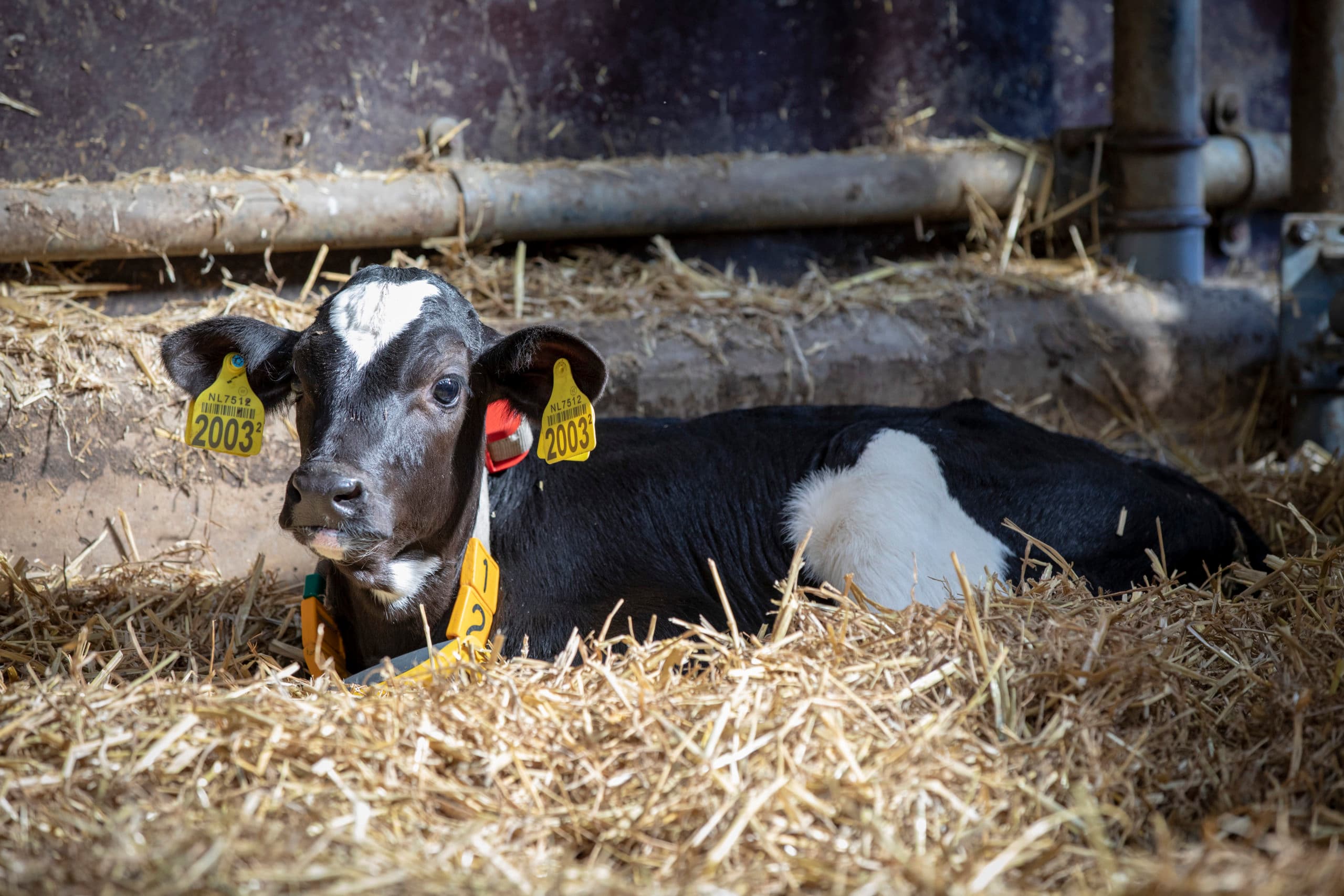 Foto: Anne van der Woude