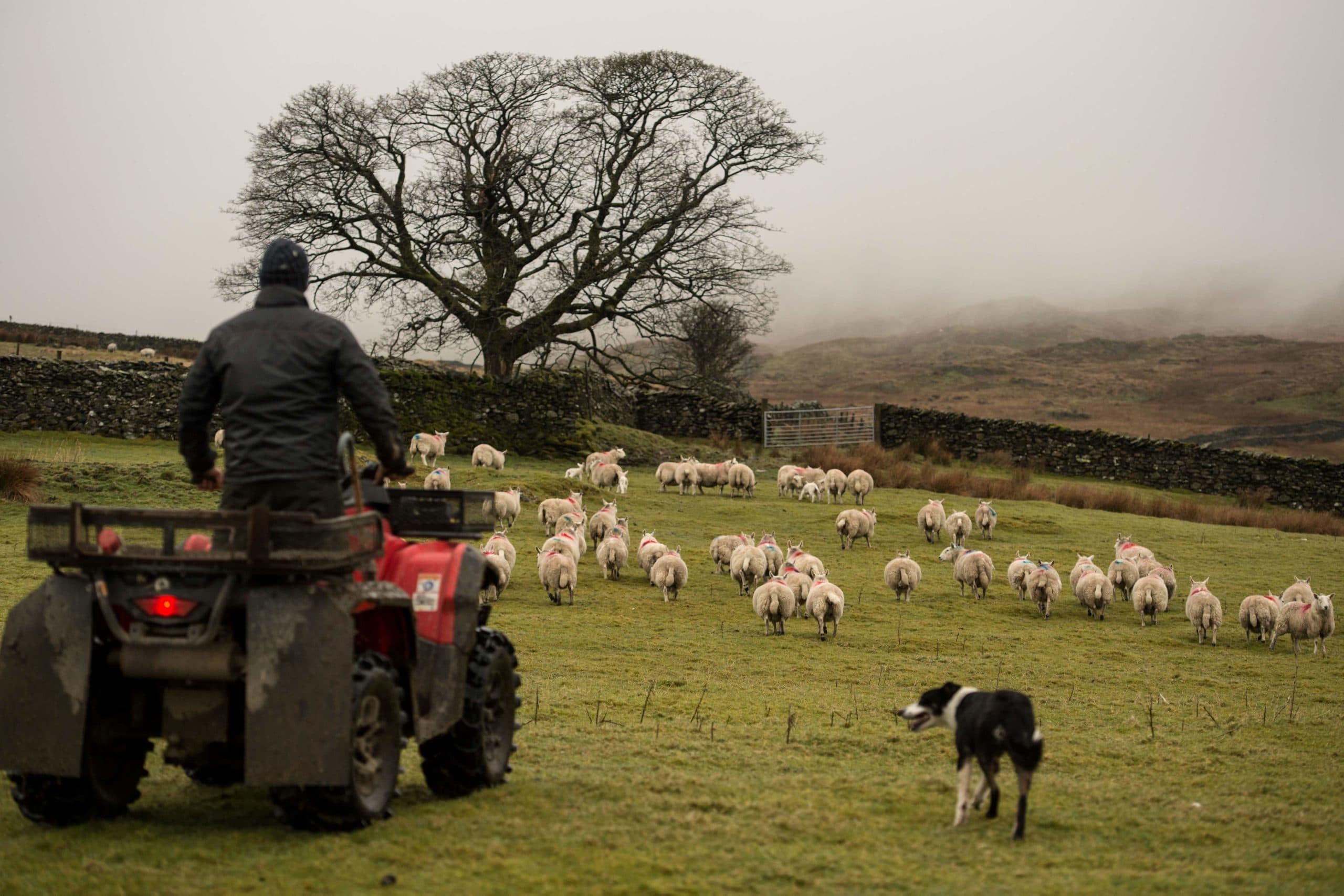 2018-04-18 11:17:04 Farmer Pip Simpson separates pregnant sheep from the flock on his farm at Wansfell hill, above Troutbeck village in the Lake District National Park, near the town of Ambleside, northern England on April 18, 2018. / AFP PHOTO / OLI SCARFF