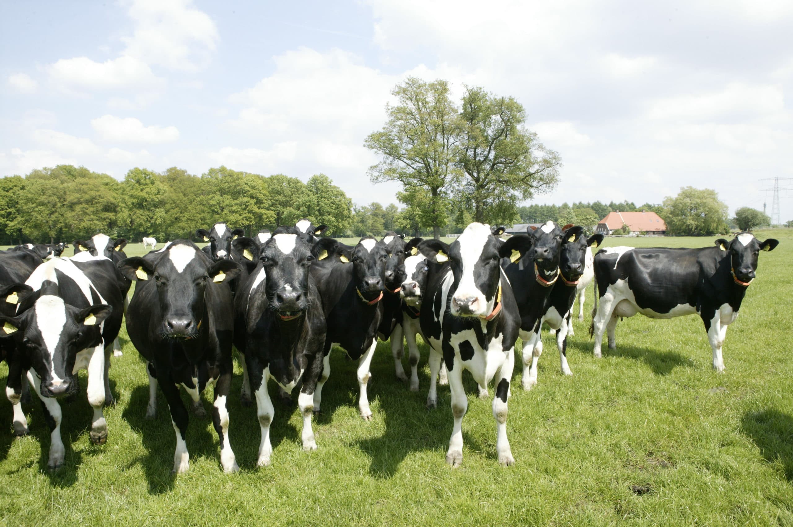 Koeien op pachtgrond - van wie zijn dan de fosfaatrechten, van de eigenaar van het vee of ook van de grondeigenaar?