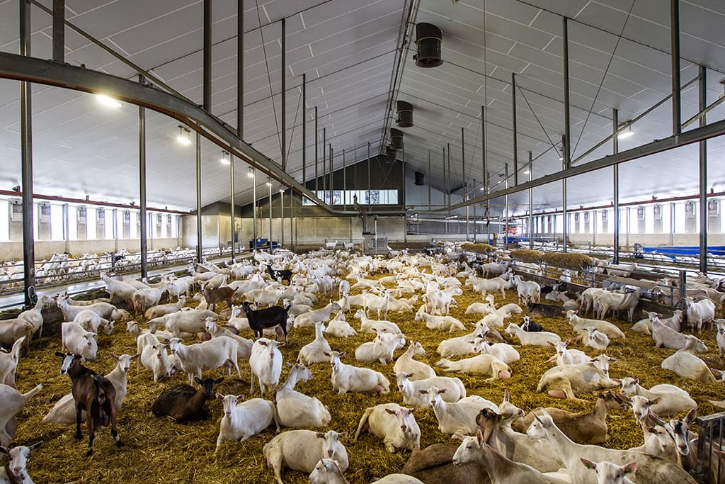 Reefhuis is enthousiast over de mogelijkheden die de Mekkerhof biedt. Helaas bleek de Provincie Overijssel, ondanks het innovatieve karakter van het project, niet bereid subsidie te verlenen. Volgens Reefhuis onbegrijpelijk, maar duidelijk is dat hij zich niet zomaar uit het veld laat slaan. Passie is tot nu toe het toverwoord. Eind dit jaar hoopt hij zwarte cijfers te kunnen schrijven. De Mekkerhof gaat haar onderzoeksresultaten en nieuws publiceren en verspreiden via nieuwsbrieven (Mekkernieuws) en zogenoemde geitencafé s.