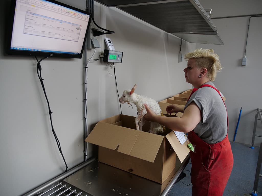 Een sensor in de box leest de oormerken van de geiten. De voergift is afgestemd op leeftijd, conditie en het lactatiestadium. Voorlopig zit een groep van 60 geiten op de dubbele box, maar de capaciteit ligt volgens Reefhuis hoger. In deze groep bevinden zich geiten van diverse pluimage, groot en klein, en met en zonder horens. Dit om te kijken of dit tot problemen leidt in de box. Tot nu toe vinden nagenoeg alle geiten, op 2 oudere geiten na die het structureel laten afweten, goed hun weg naar de boxen. Zodra de boxen naar tevredenheid functioneren, is het de bedoeling door te groeien naar 12 boxen.