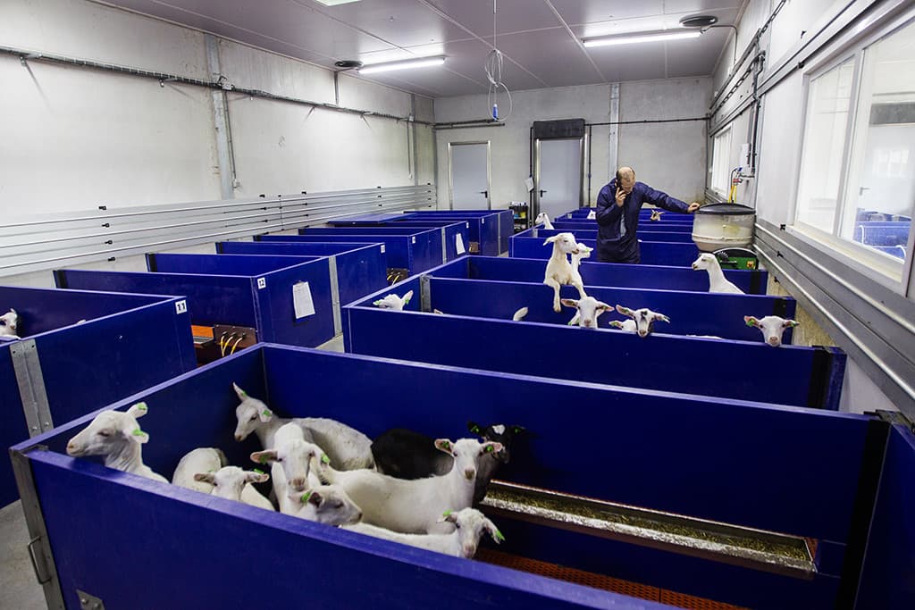 Niet verwonderlijk is dat op de Mekkerhof de focus ligt op voedingsonderzoek. Opvallend zijn de in samenwerking met Hanskamp uit Doetinchem en Dedden uit Willemsoord speciaal ontworpen krachtvoerboxen. Doel is om restloos te voeren. Als de camera in de box signaleert dat een geit niet meer eet, stopt de box met voeren.