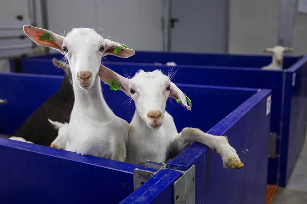 De lammeren blijven zo n 2 maanden in deze ruimte en worden gespeend op een gewicht van 14 kilo. Opvallend is dat het geboortegewicht nogal wisselt. De veehouders hebben hier nog geen verklaring voor kunnen vinden.