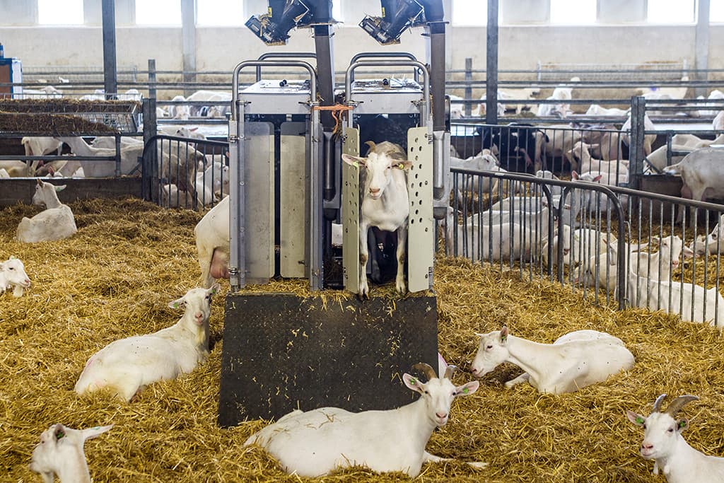 Na de eerste biest gaan de lammeren naar een volgende opfokruimte. Deze ruimte wordt net als de kantoorruimte verwarmd met warmte die uit de melk wordt teruggewonnen. Zowel de geitjes als bokjes gaan met z n negenen in een hok en krijgen in principe dezelfde behandeling.