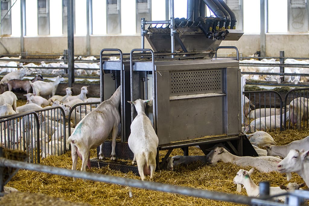 De eerste kennisbehoefte van geitenhouders spitst zich volgens Reefhuis vooral toe op het aflammeren en de omgang met jonge dieren. Dat is goed terug te zien in de opzet van het bedrijf. Pasgeboren lammeren komen in een doos via een luik in een aparte ruimte met een vaste temperatuur van 22 graden Celsius.