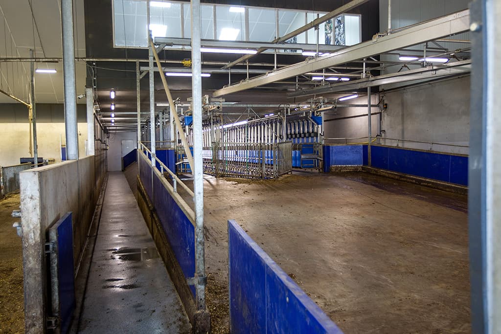 Het aflammeren startte al voordat de melkstal gereed was. Een melkemmer bood tijdelijk soelaas, al duurde het melken wel wat lang: van  s ochtends 5 uur tot  s middags 12 uur, en dan  s middags eenzelfde recept. De melk gaat naar zuivelcoöperatie CBM. De Coöperatieve Belangenvereniging Melkgeitenhouderij Midden Nederland telt zo n 85 leden, goed voor een jaarlijkse productie van rond de 73 miljoen kilo melk.