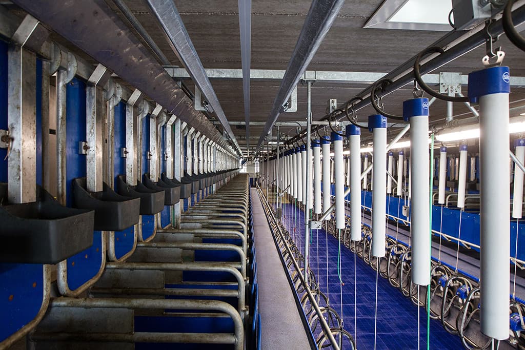Gekozen is om de 2 zijdes beiden te voorzien van alle benodigde apparatuur voor het melkproces. Bij een eventuele storing kan er zo altijd worden doorgewerkt. Ook denken de veehouders hiermee het kiemgetal beter onder controle te kunnen houden. Alleen de melktank, met een capaciteit van 21.000 kilo, wordt gedeeld. Het melken van de 850 melkgeiten duurt 2 uur en 15 minuten. Daar komt nog wel tijd voor het schoonmaken bij.