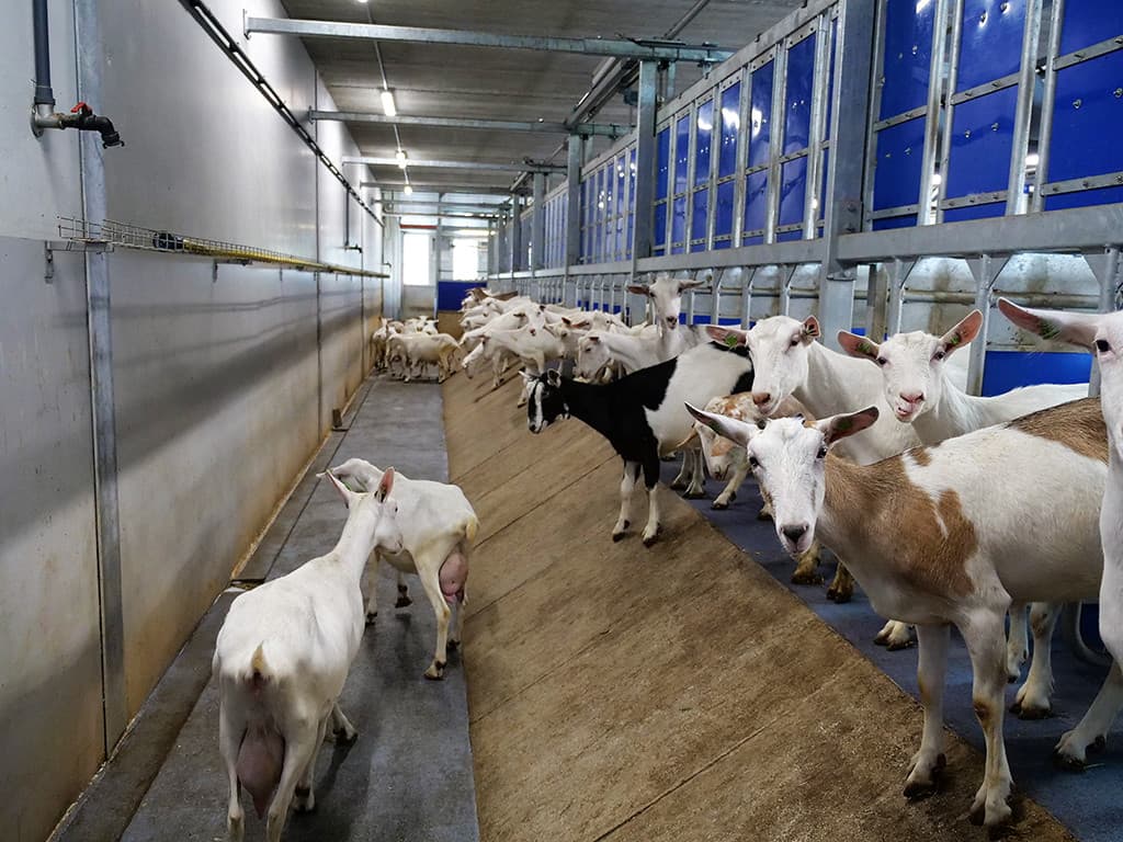 Het bedrijf, genaamd de Mekkerhof, heeft een capaciteit van 1.000 melkgeiten en moet volgens Reefhuis hét platform worden voor geitenonderzoek in Nederland. De melkgeitentak is al een jaar in bedrijf. De geiten met een zo hoog mogelijke diergezondheidsstatus werden van verschillende geitenbedrijven aangekocht. Om voor onderzoeksdoeleinden een representatieve veestapel te creëren, zijn er niet alleen jonge dieren aangekocht.