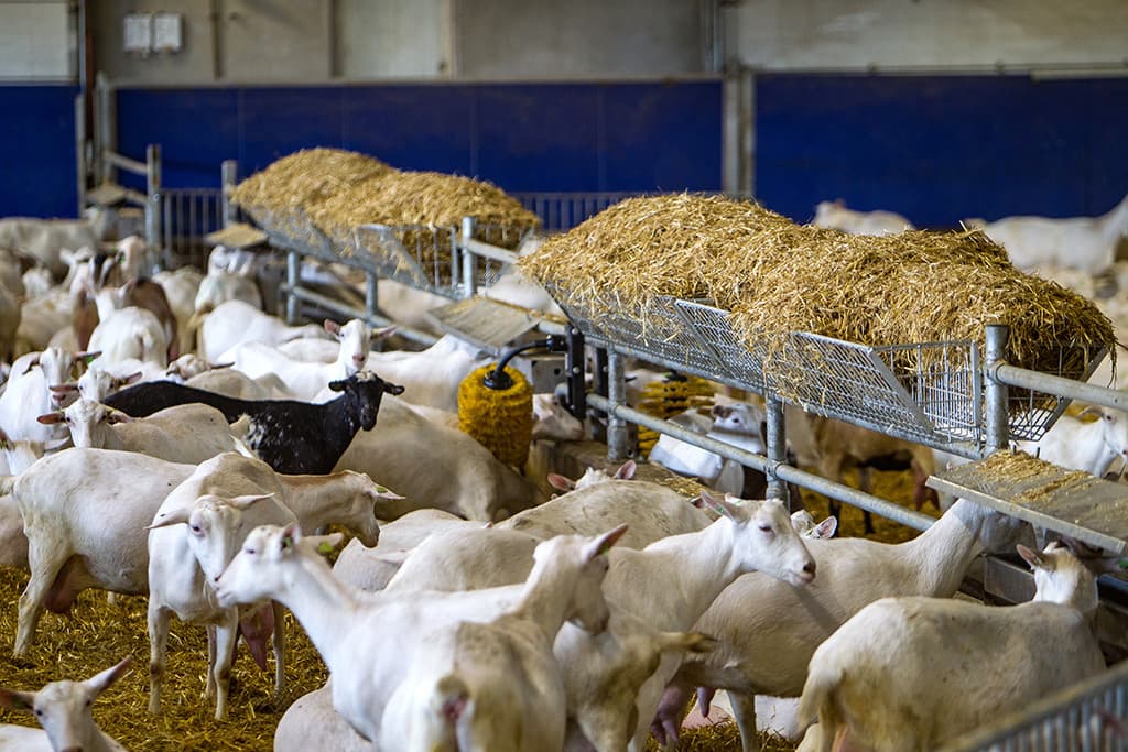 De melkgeiten in andere potten krijgen hun krachtvoer voorlopig nog in combinatie met het ruwvoer.