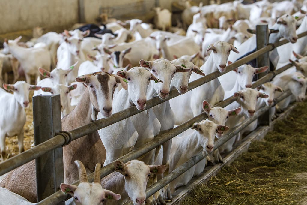Tijdens het melken sluit 1 persoon de geiten aan. De ander zorgt voor aanvoer naar de wachtruimte die plek biedt aan 400 geiten.