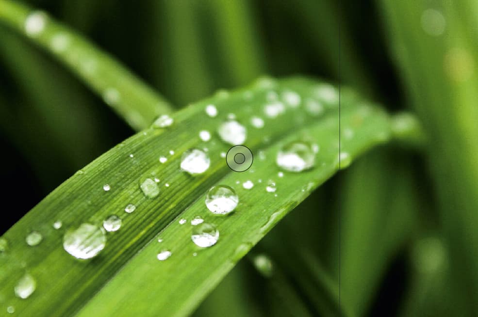 Foto: Syngenta