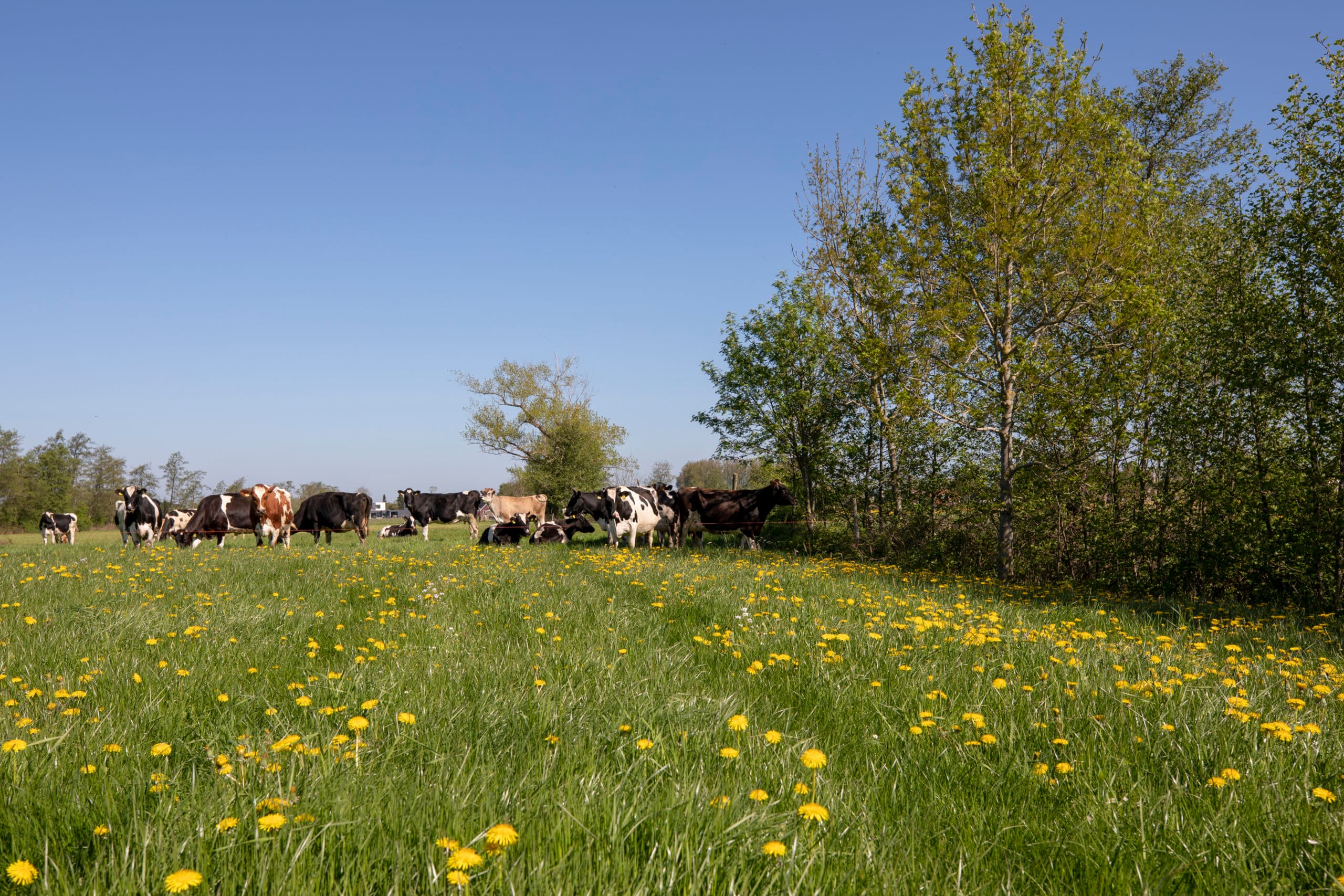 Samen met een achttal collega s wil De Jong met het project Maximaal melk uit gras aantonen wat de relatie is tussen biodivers grasland en de kwaliteit van melk. Ze hopen over een jaar te kunnen aantonen dat weidegang in combinatie met kruidenrijk grasland zowel voor de mens als de natuur voordeel oplevert.