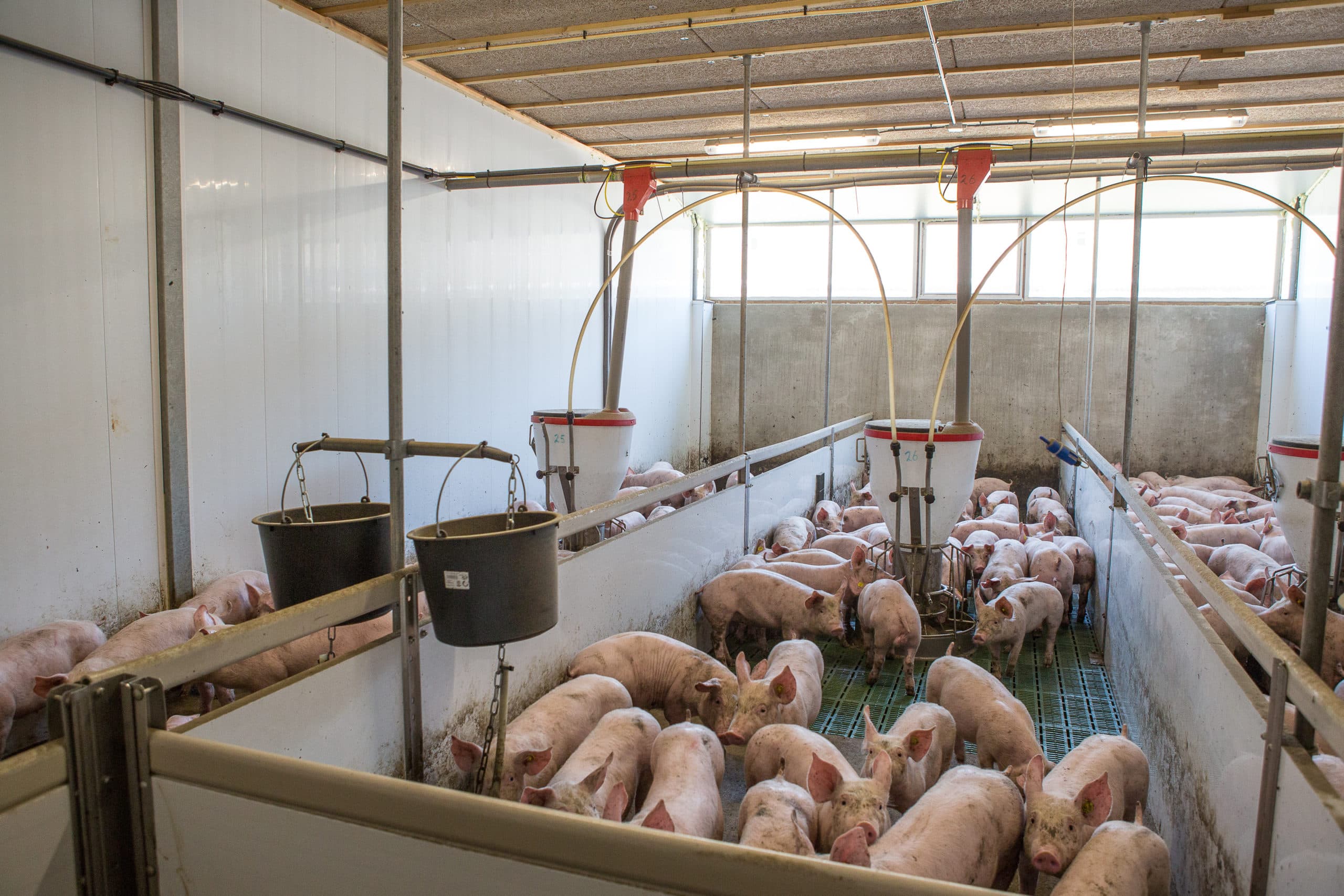 De warme lucht komt de afdeling binnen via een mineralenplafond. Gedrag en gezondheid van de biggen zijn goed.