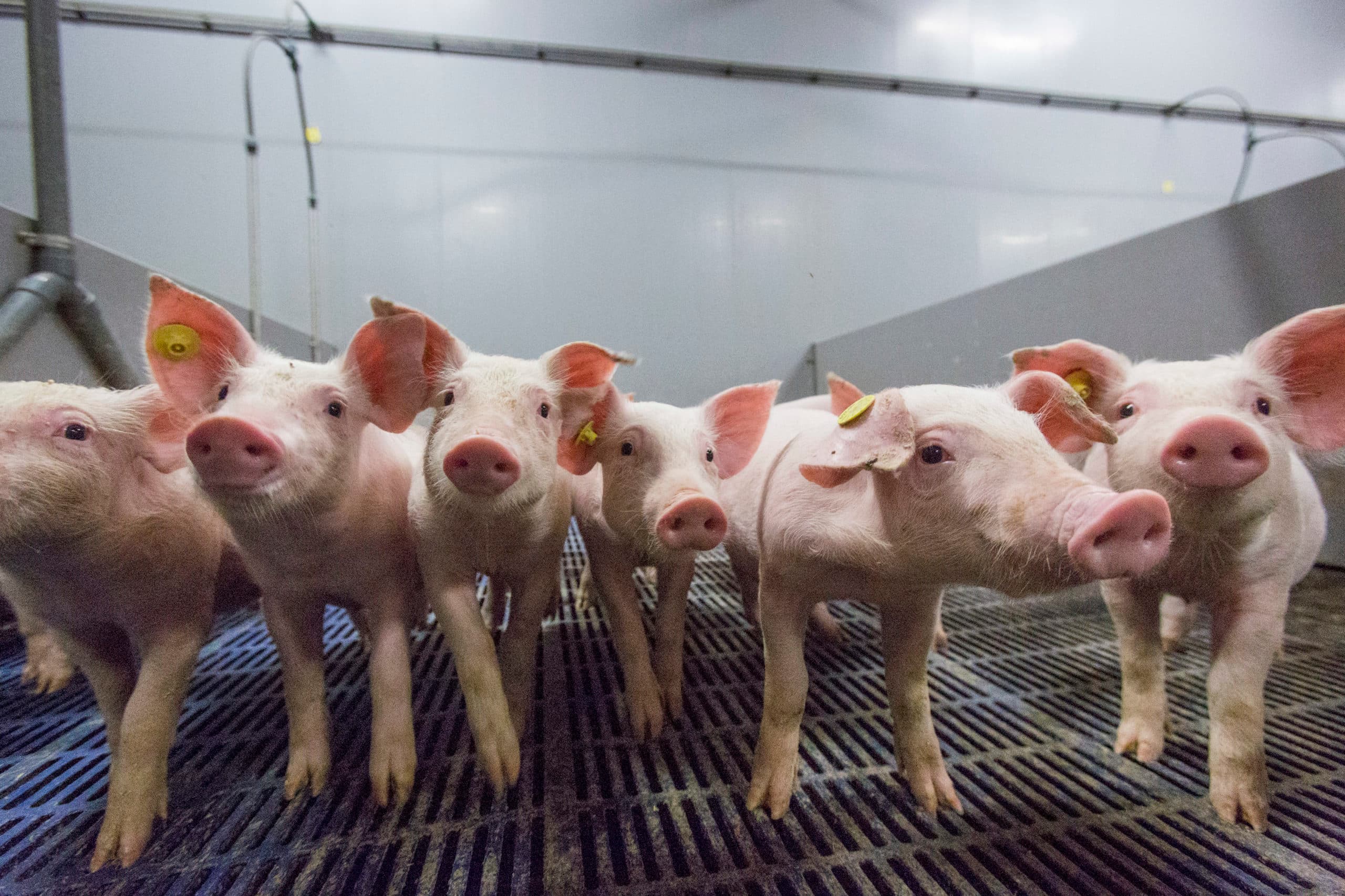 Pas gespeende biggen. Koper in het voer heeft een positief effect op de darmgezondheid.