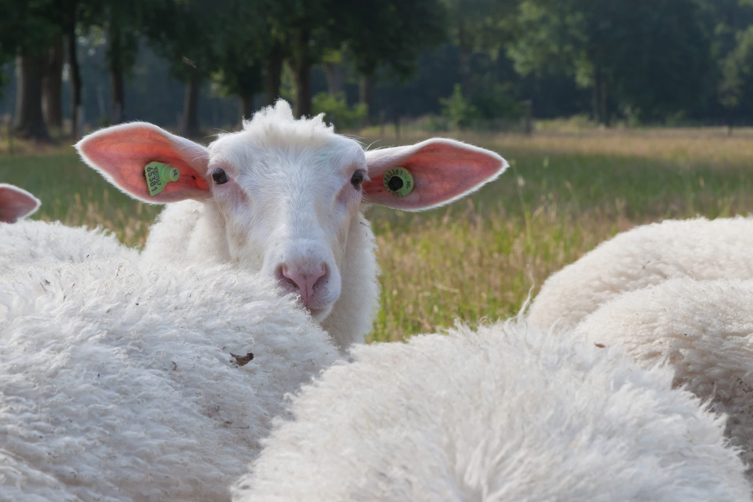 Foto: Joris Telders