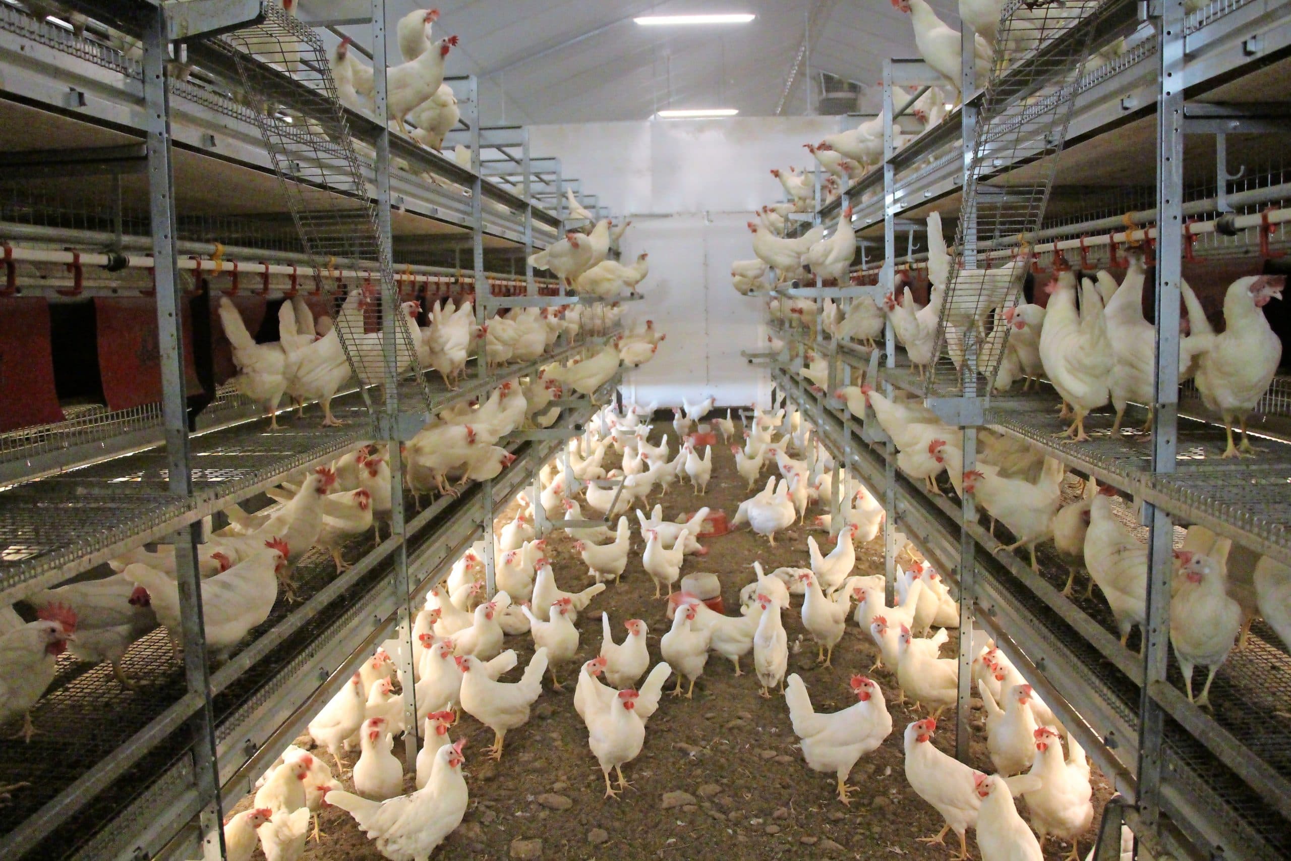 Anton en Claudia zum Hebel kozen voor het Outside Volière-systeem van Jansen Poultry Equipment en niet voor een inrichting met een Big Dutchman-volièresysteem, omdat ze in het Jansen-systeem meer hennen per vierkante meter kwijt kunnen. - Foto: Dick van Doorn