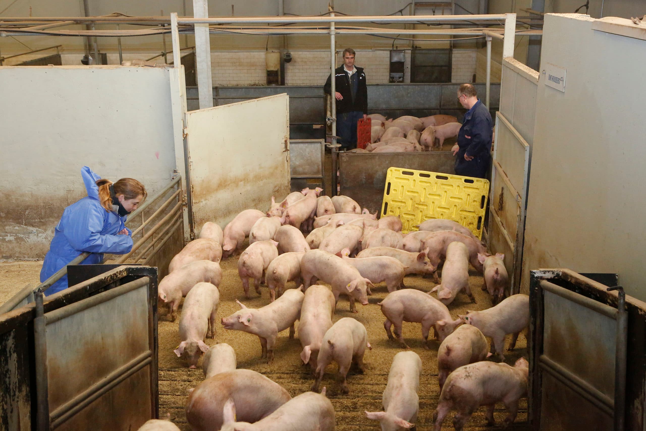 Biggen op de verzamelplaats in Bennekom. - Foto: Henk Riswick