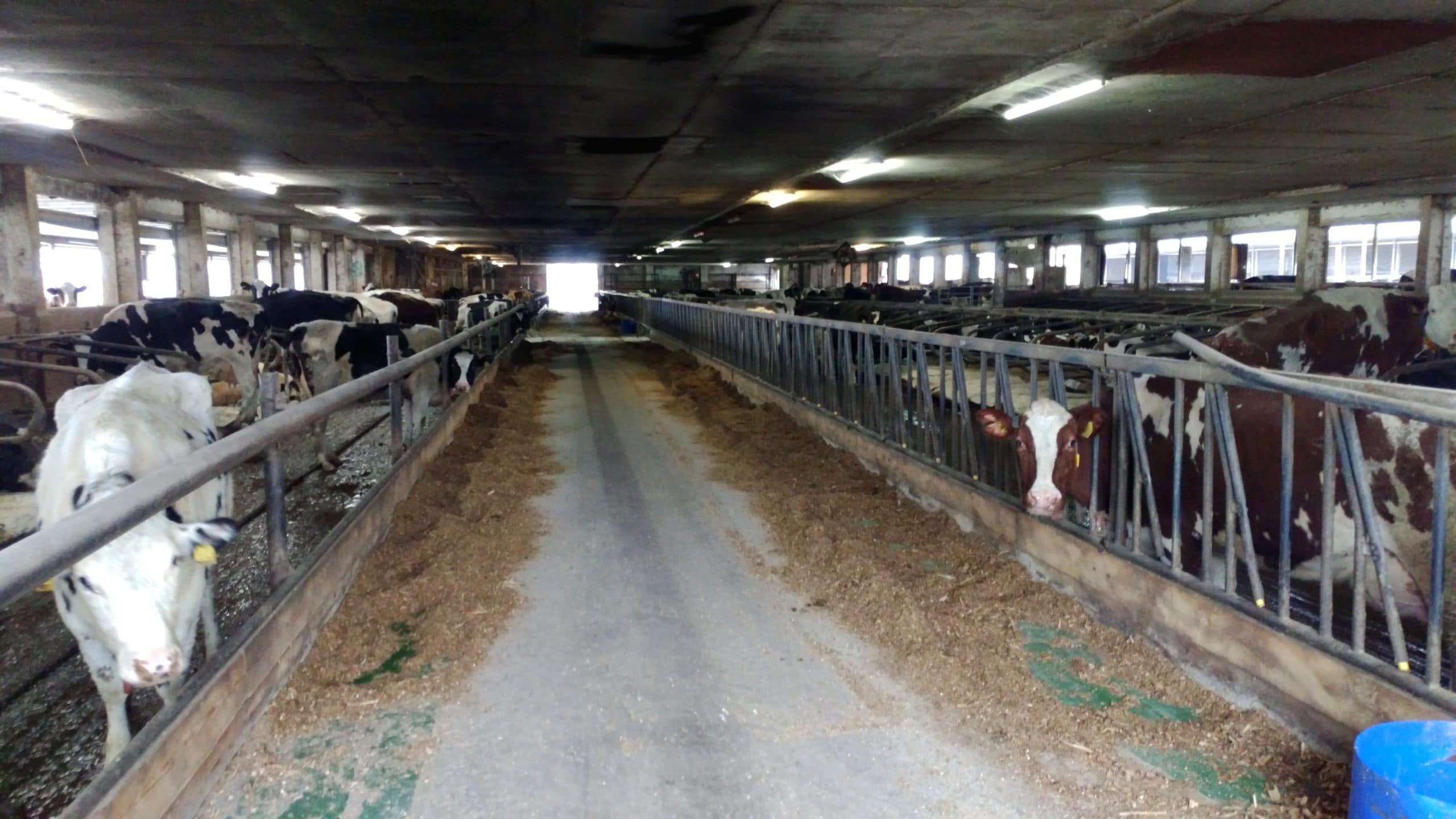 In totaal biedt het bedrijf ruimte om ongeveer 600 koeien te melken. De productie bedraagt 10.000 kilo per koe per jaar. - Foto: Interfarms