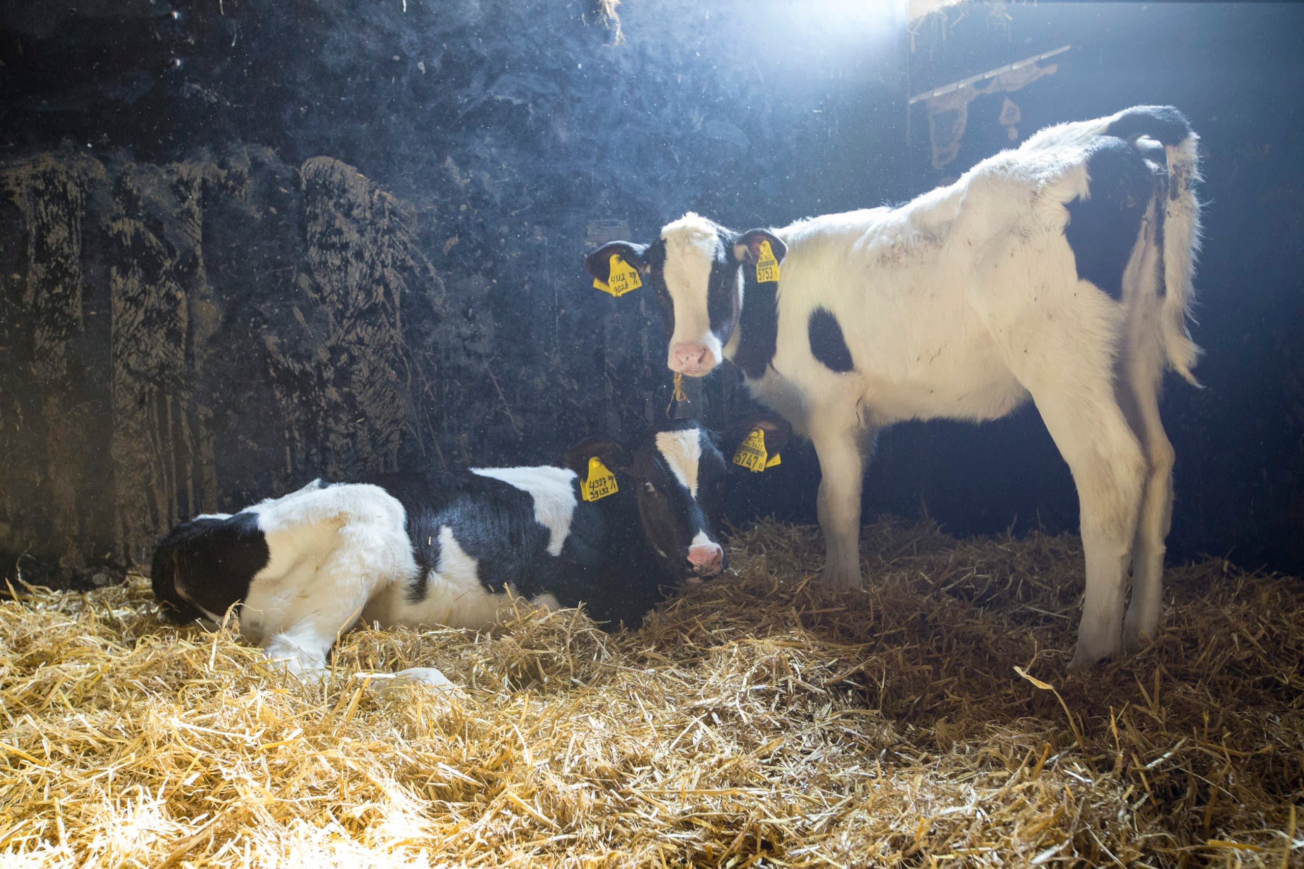 Foto: Anne van der Woude