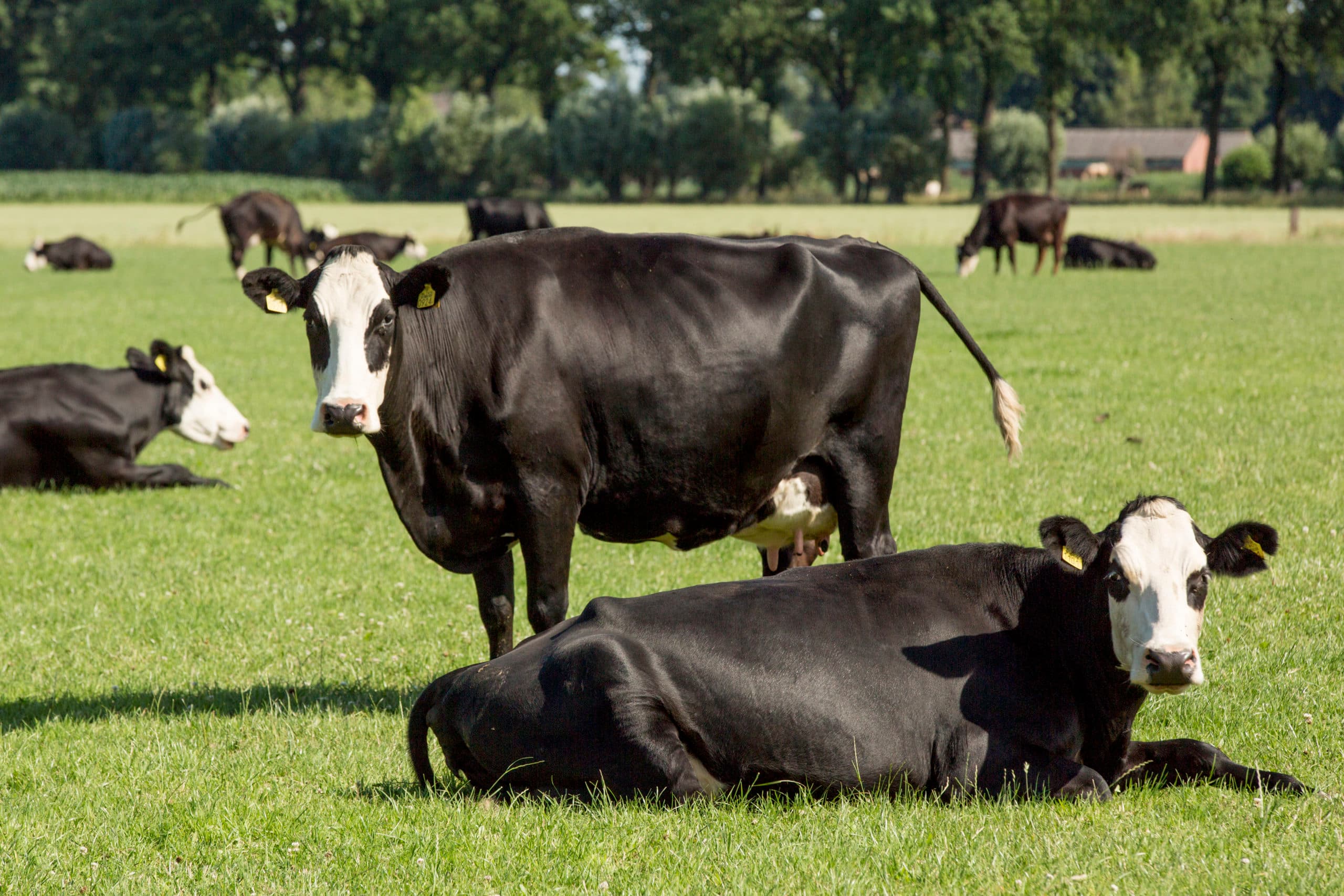 Foto: Koos Groenewold