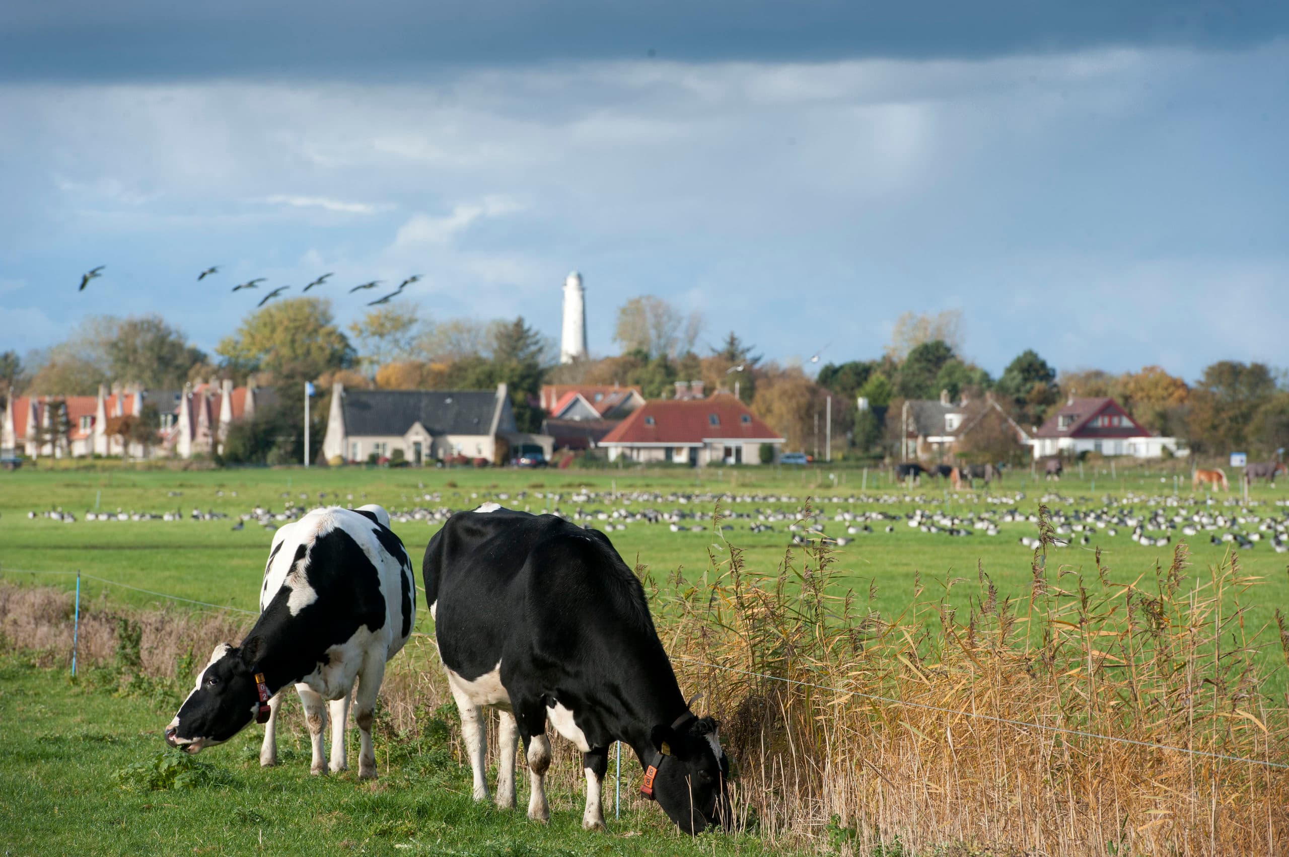 Koeien op Schiermonnikoog.