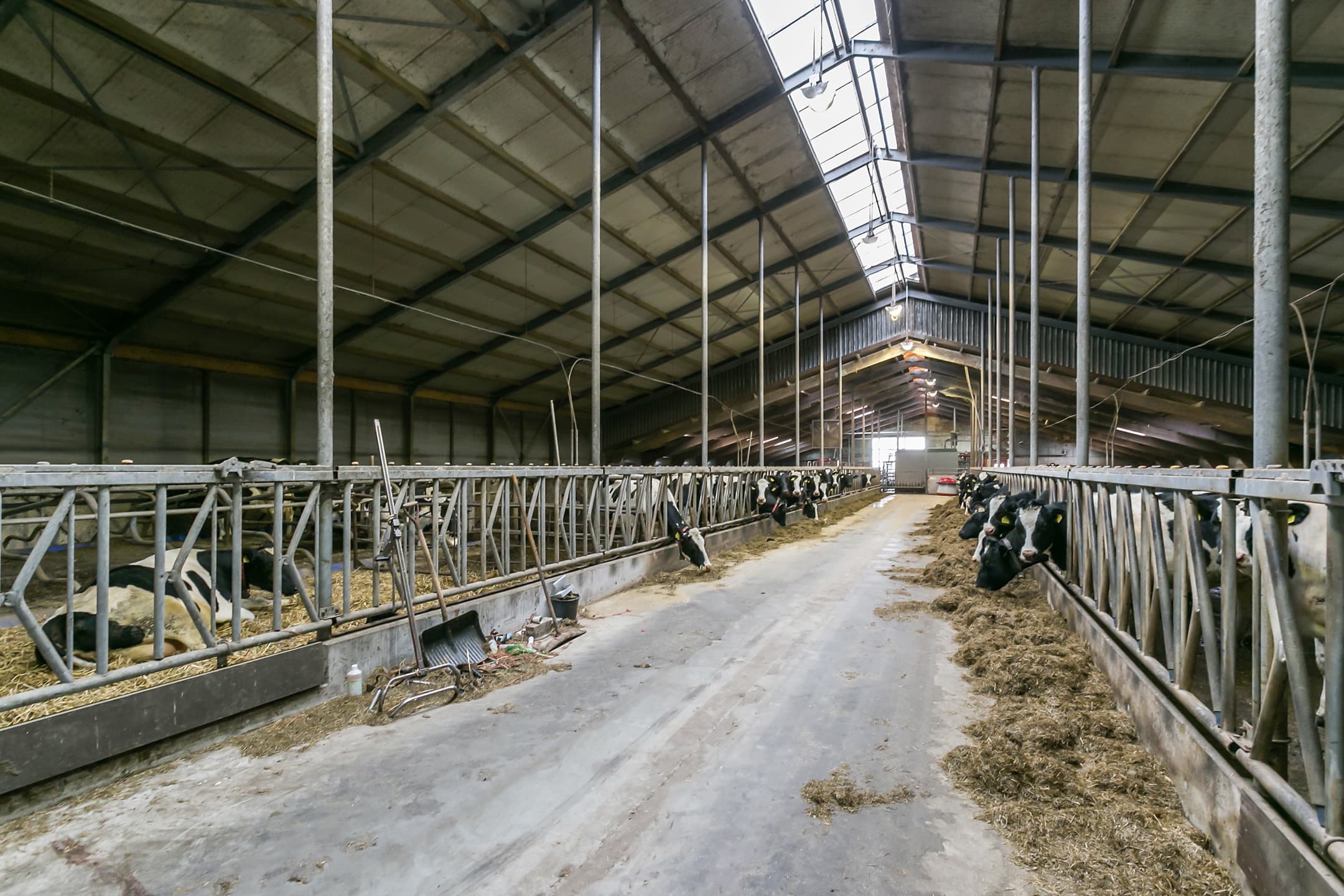 Melkveebedrijf te koop in extensief deel Brabant