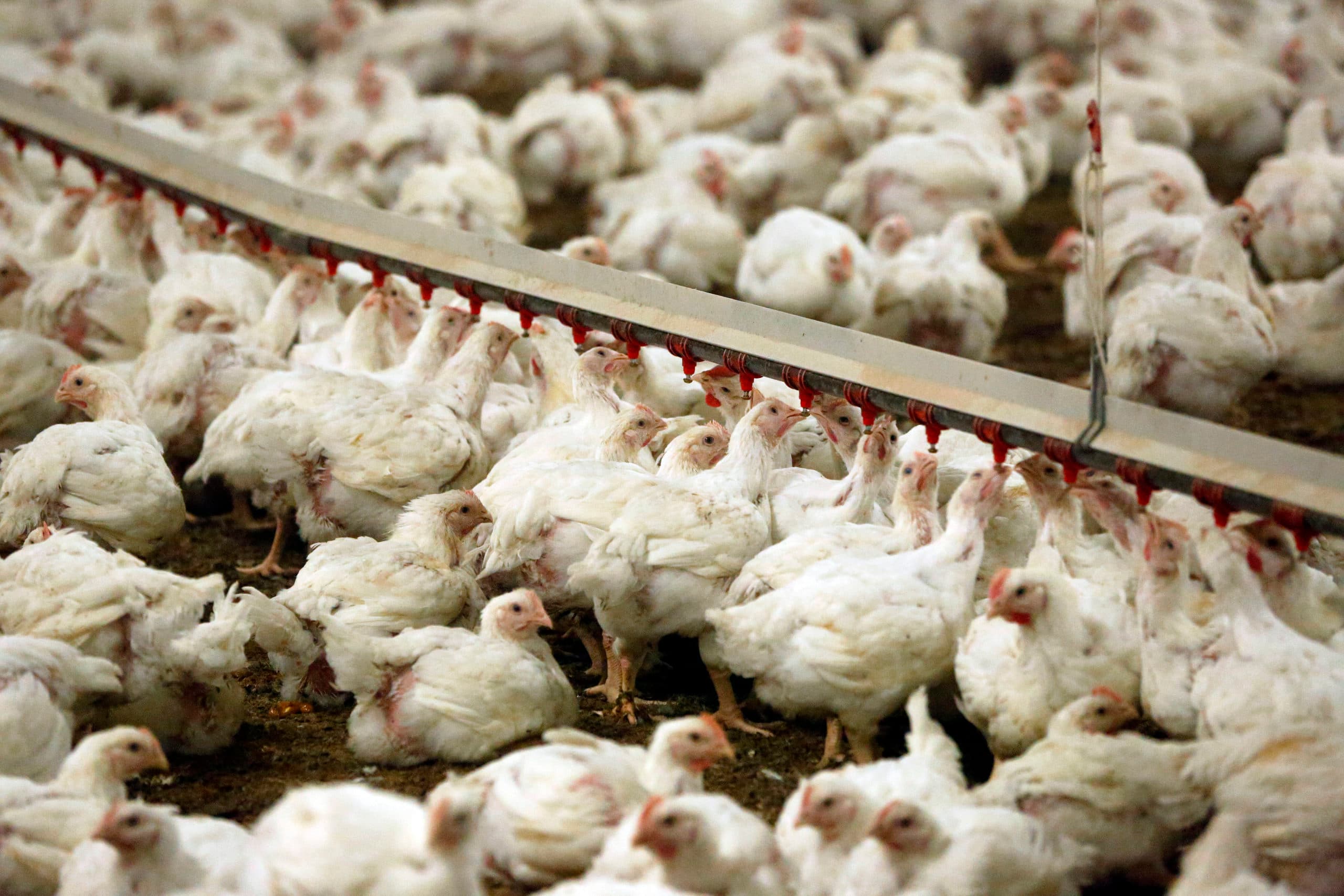 NVWA: 68 bedrijven hadden meer dieren dan rechten