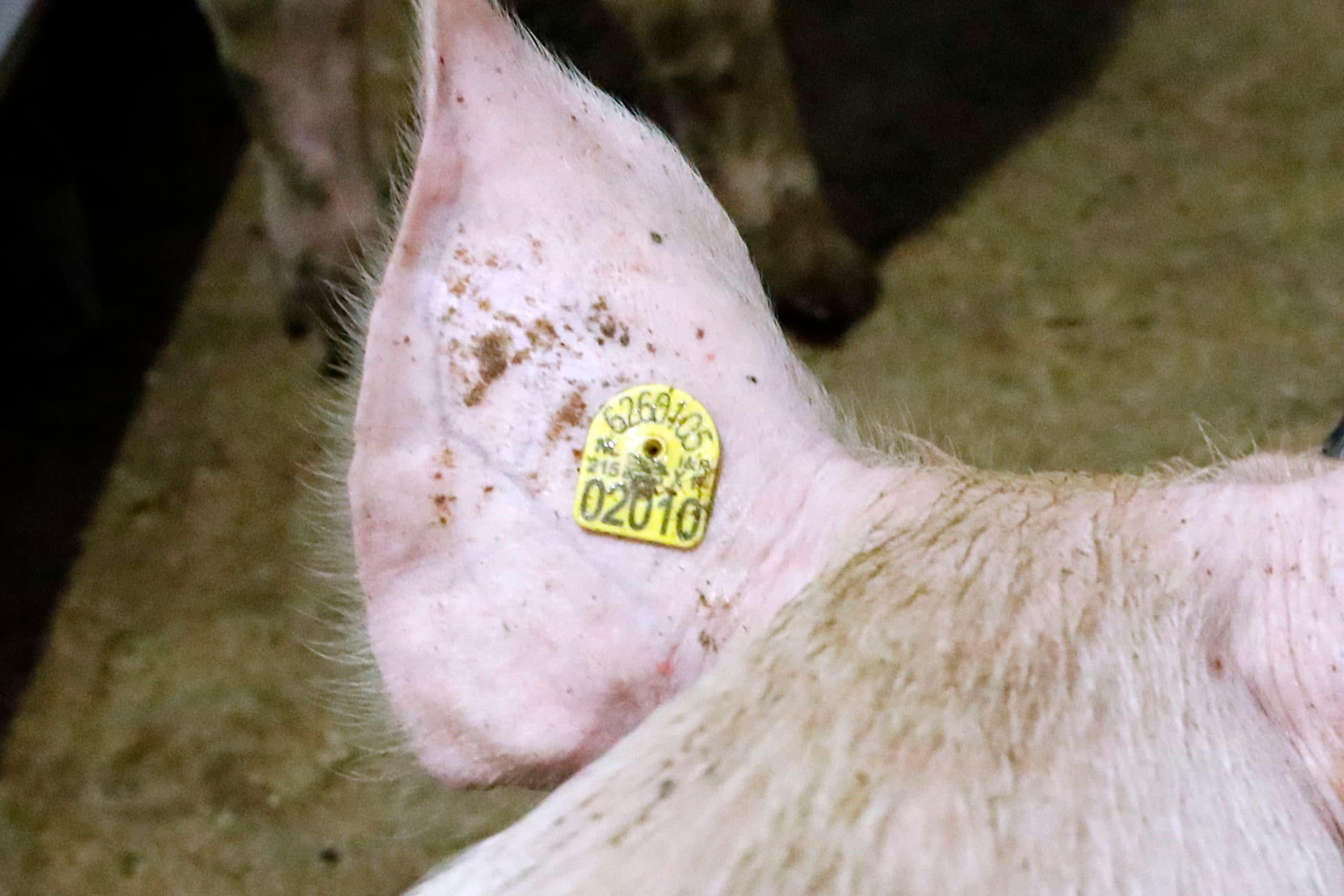 Pleuritis kan meer dan ¬  5 per varken kosten