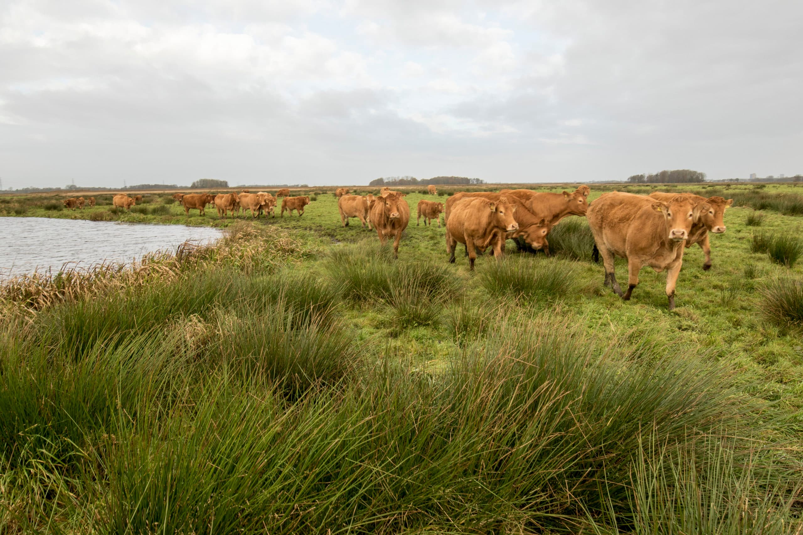 Paterswolde  10-11-2017  opdr.nr.: 405405veehouder Sytze van der Goot haalt zijn Limousins naar binnen voor de winterfoto:Jan Willem van Vliet