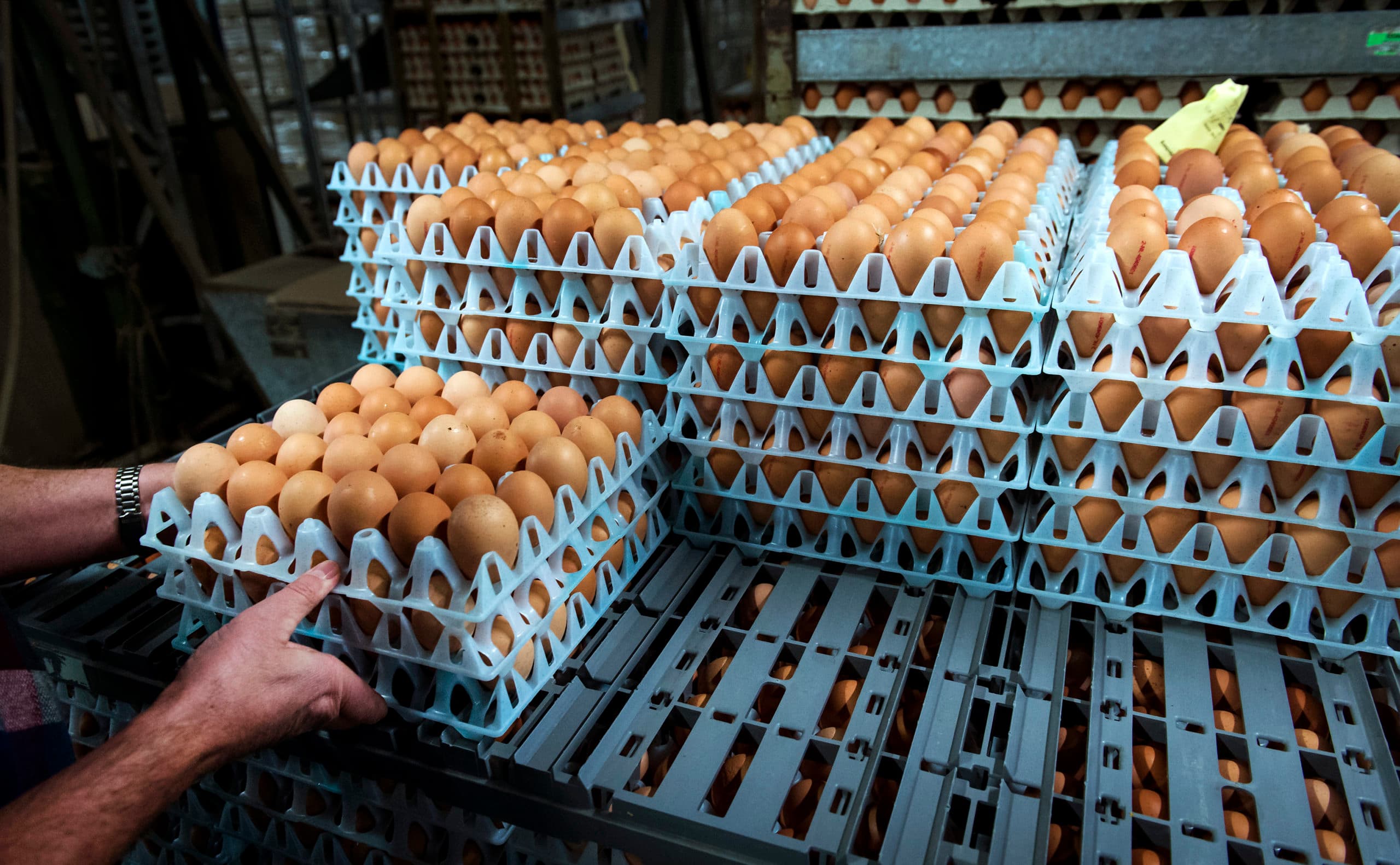 WOUDENBERG - De laatste karren met eieren bij Van Raai eierhandel in Woudenberg. ANP REMKO DE WAAL