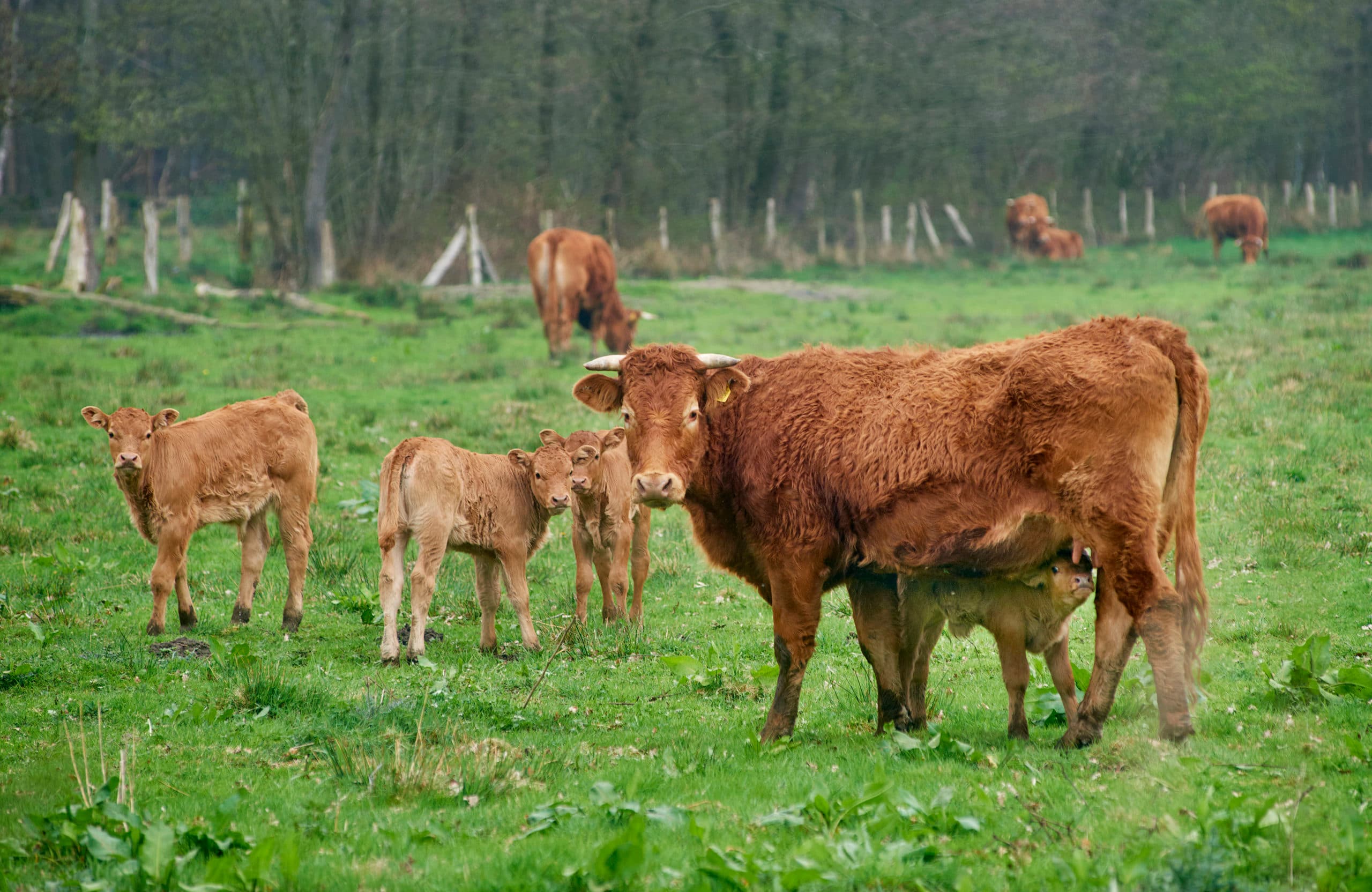 Reportage Herenboeren, (samen duurzaam voedsel produceren) te Boxtel.Interview met Geert van der Veer (en Douwe Korting)t.b.v. Reed/Boerderij     Opdr.nr. 406079Fotograaf:Van Assendelft Fotografie