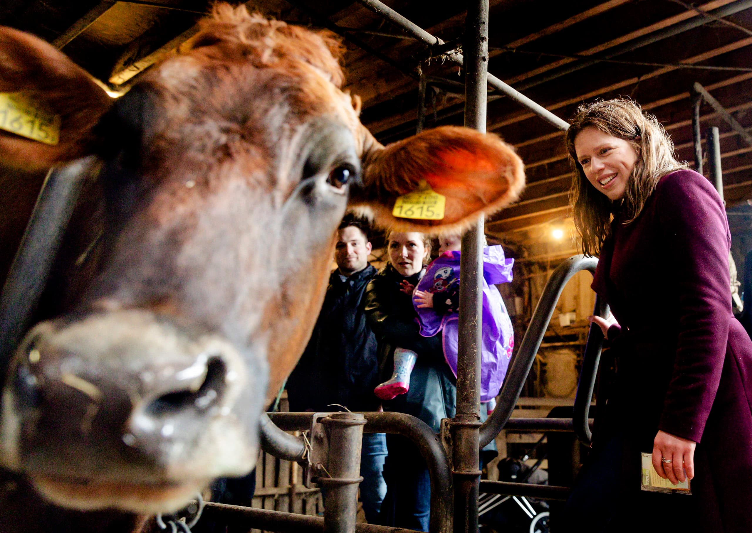 HEILOO - Minister Carola Schouten van Landbouw, Natuur en Voedselkwaliteit opent op boerderij Ter Coulster de hekken zodat de koeien voor het eerst dit jaar de wei in kunnen. ANP ROBIN VAN LONKHUIJSEN