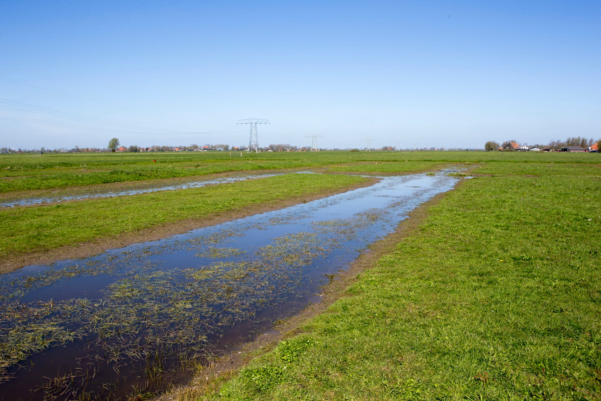Plasdrasgebied in het Friese Raerd. - Foto: Anne van der Woude