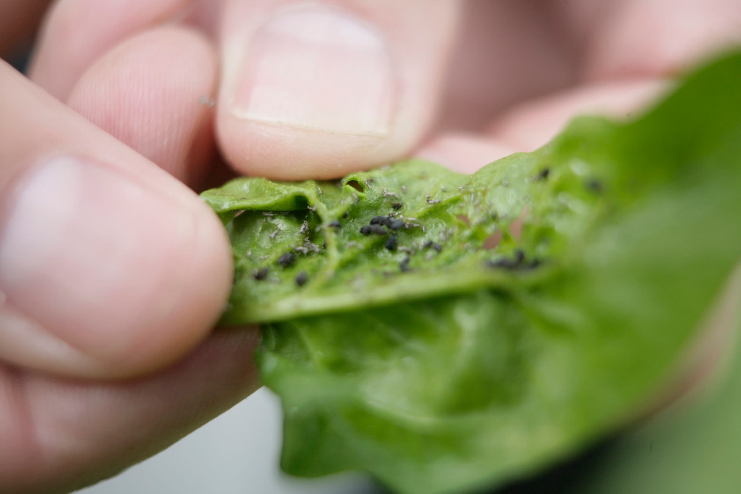 Ctgb: nieuwe gewasmiddelen op natuurlijke basis