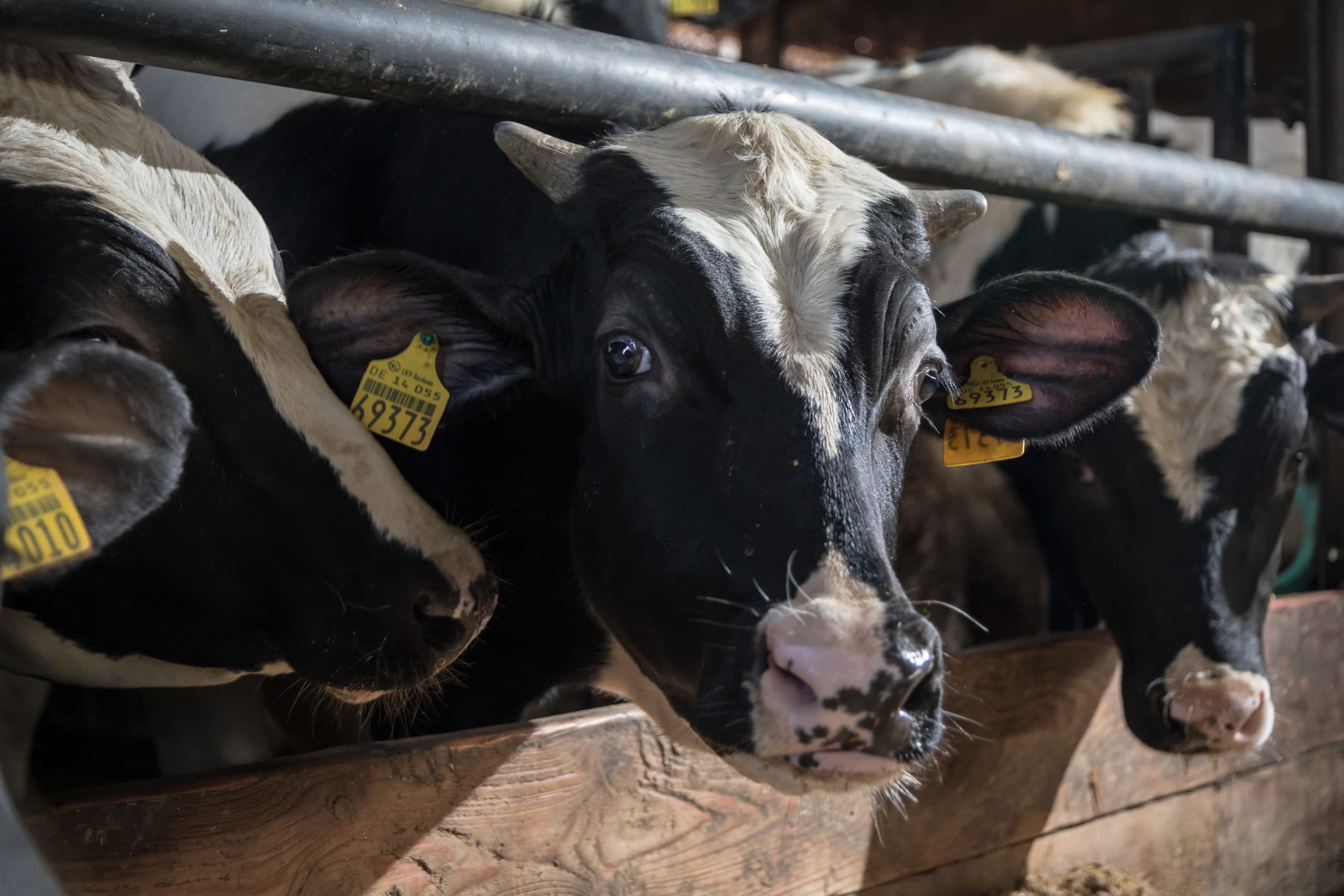 Al in september 2017 signaleert RVO.nl dat in de maanden ervoor een ongebruikelijk hoog aantal kalvermeerlingen is aangemeld bij het I&R-systeem. - Foto: Joris Telders